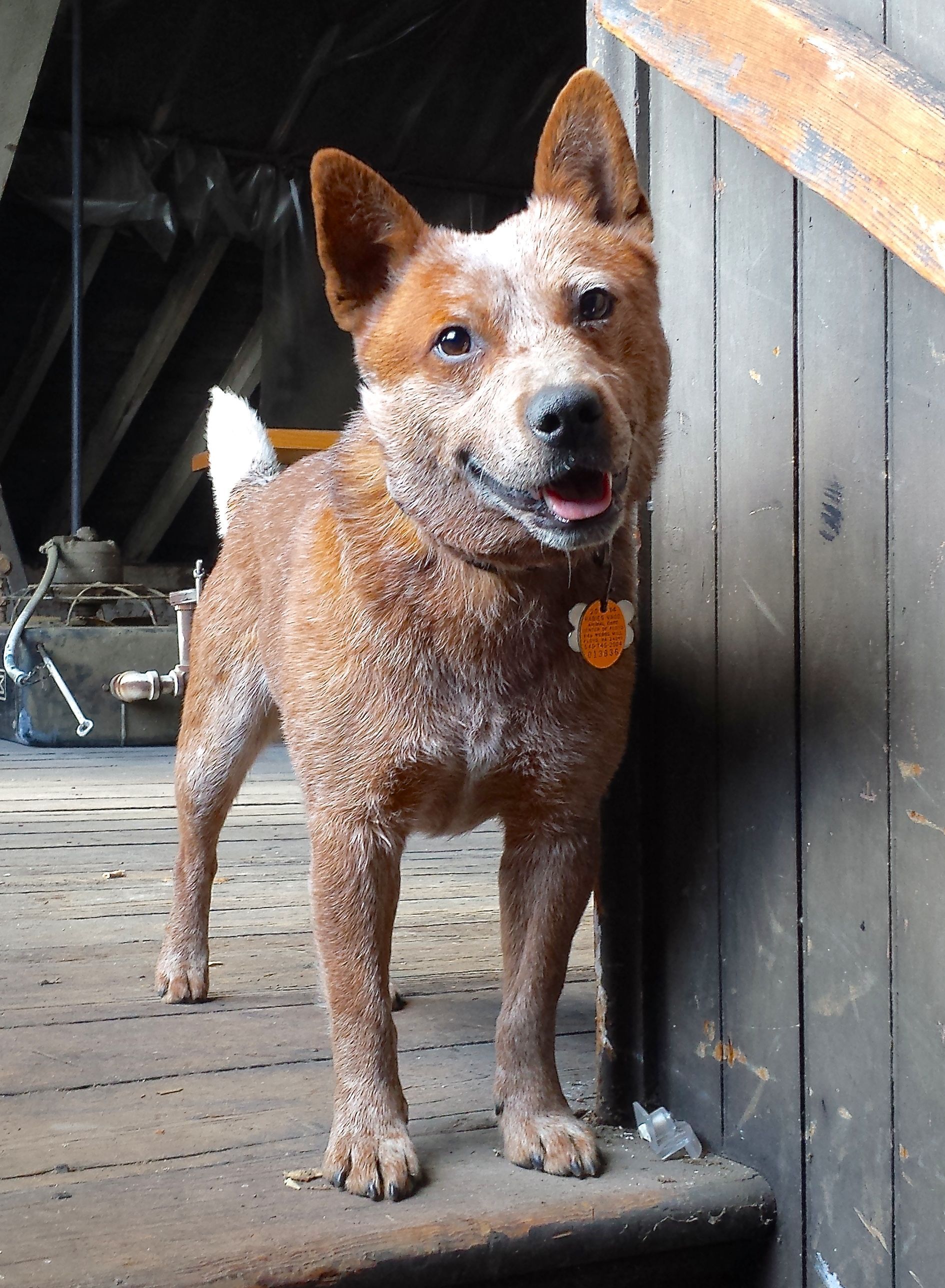 Red Heeler Wallpapers Wallpaper Cave