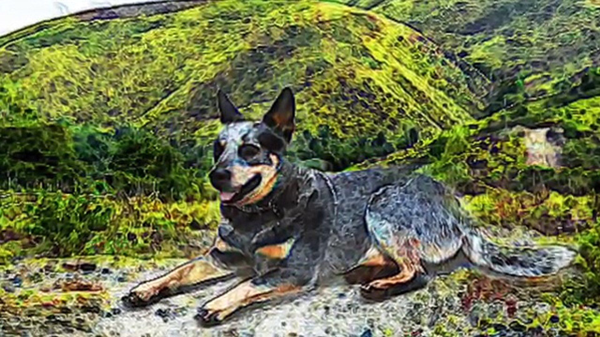 Blue Heeler Brief History of Australian Cattle Dog Lovers Dogs Red