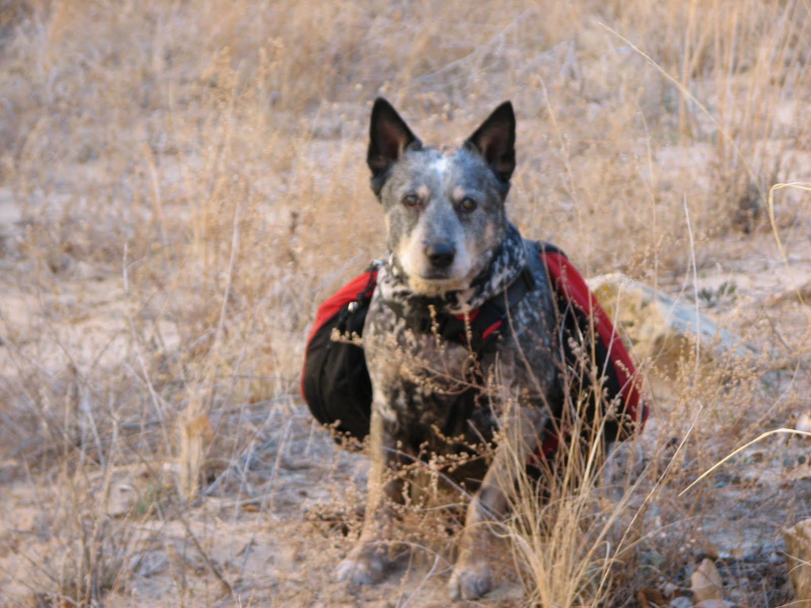 Red, Blue and Queensland Heeler: And then there was Levi!