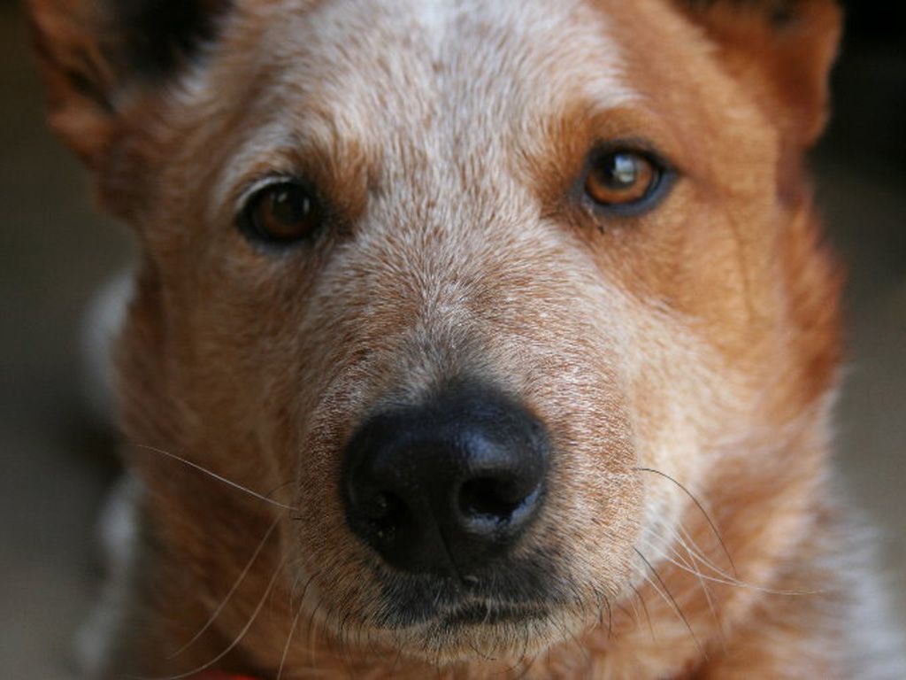 Australian cattle dog face Wallpaper. Austrailian cattle dog