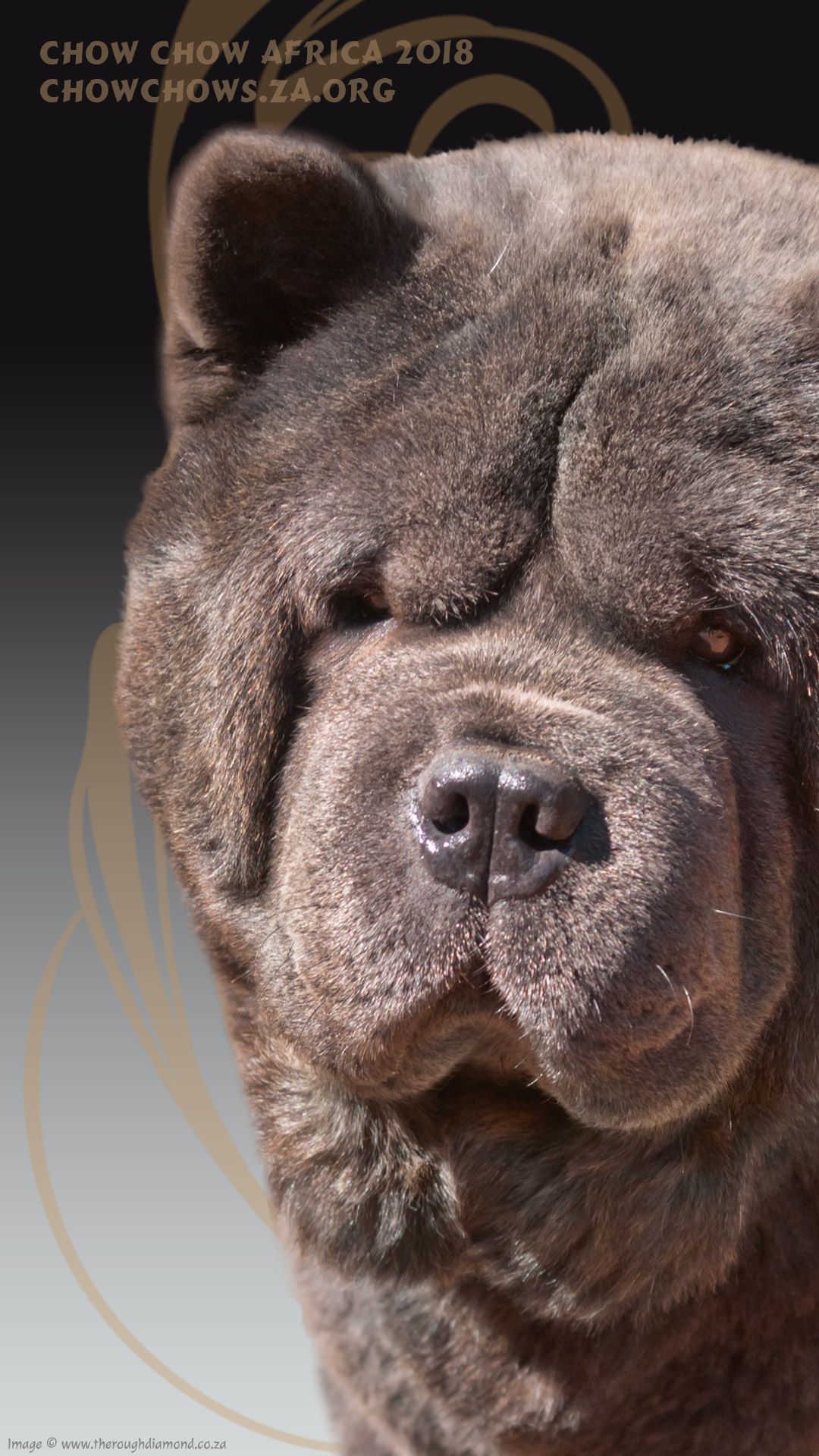 Chow Chow Africa desktop mobile wallpaper