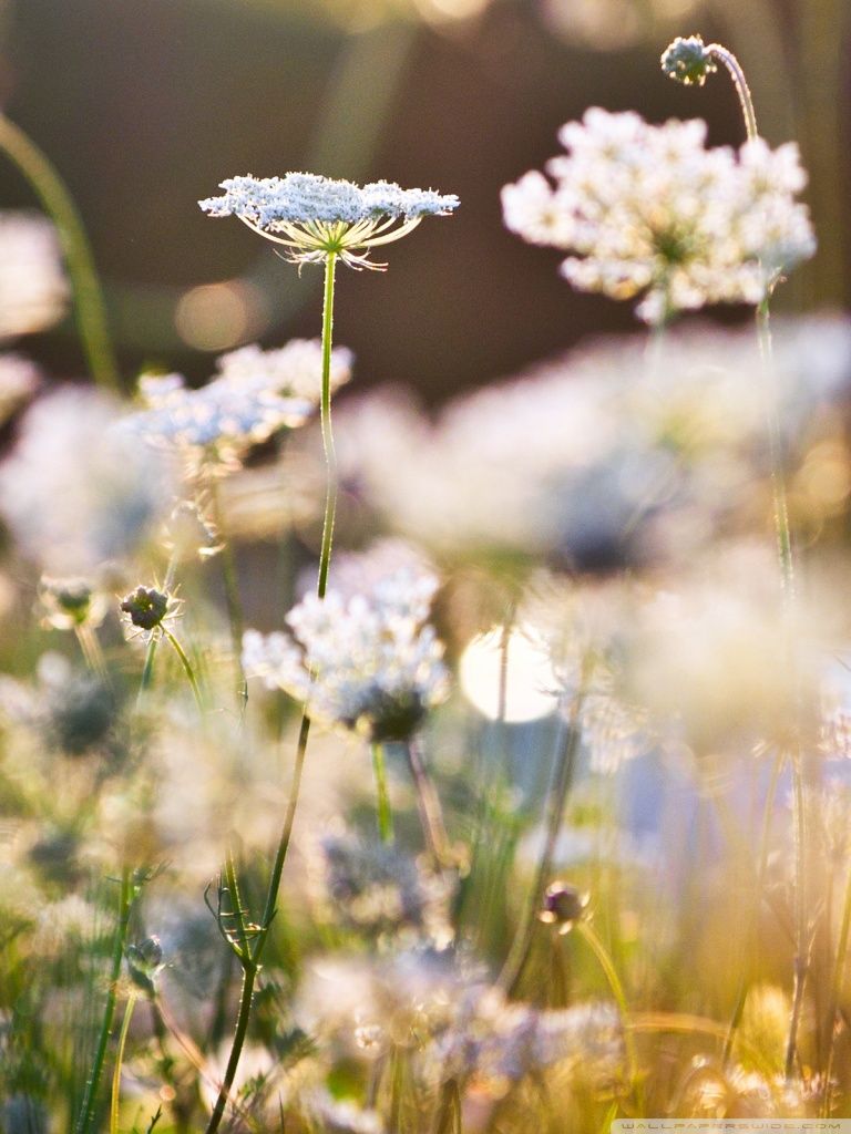 mobile phone wallpaper download 98 360x640