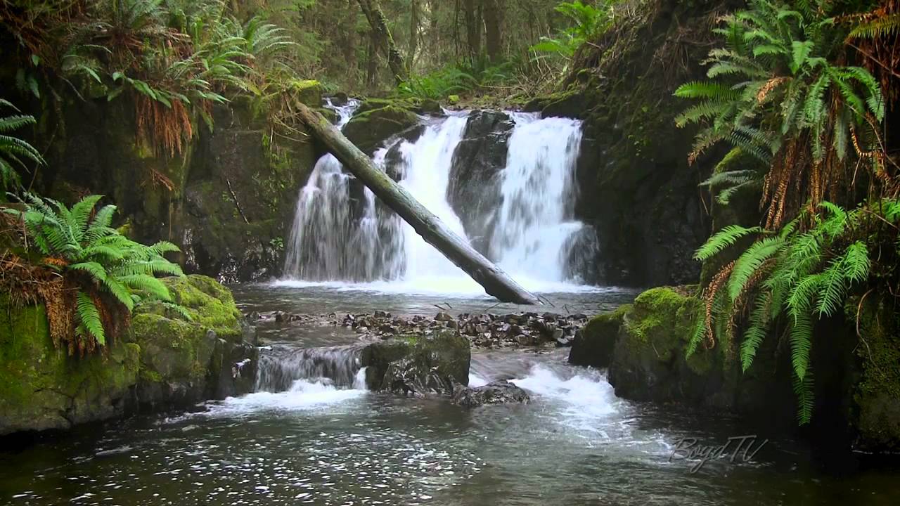 The Forest Waterfall HD Calming Sound of Water