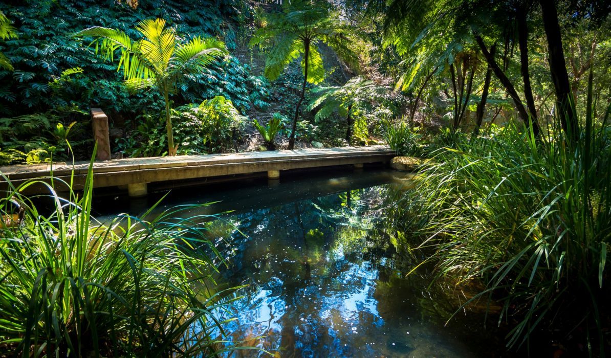Australia Parks Pond Shrubs Brisbane Queensland Nature wallpaper