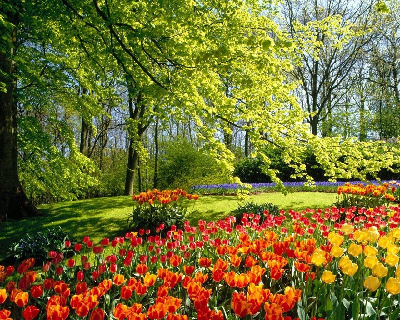 I wish I was in Holland. =^.^=. Beautiful flowers garden, Most