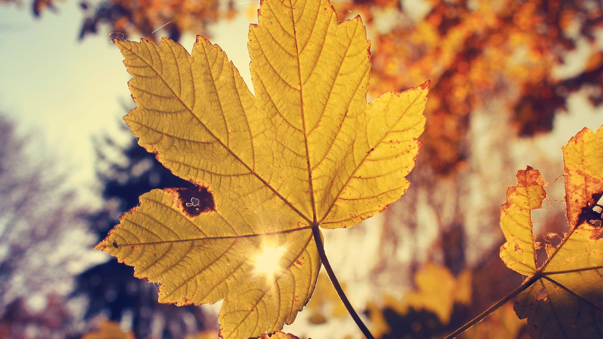 Free download Leaves Yellow Autumn Wallpaper Wallpaper