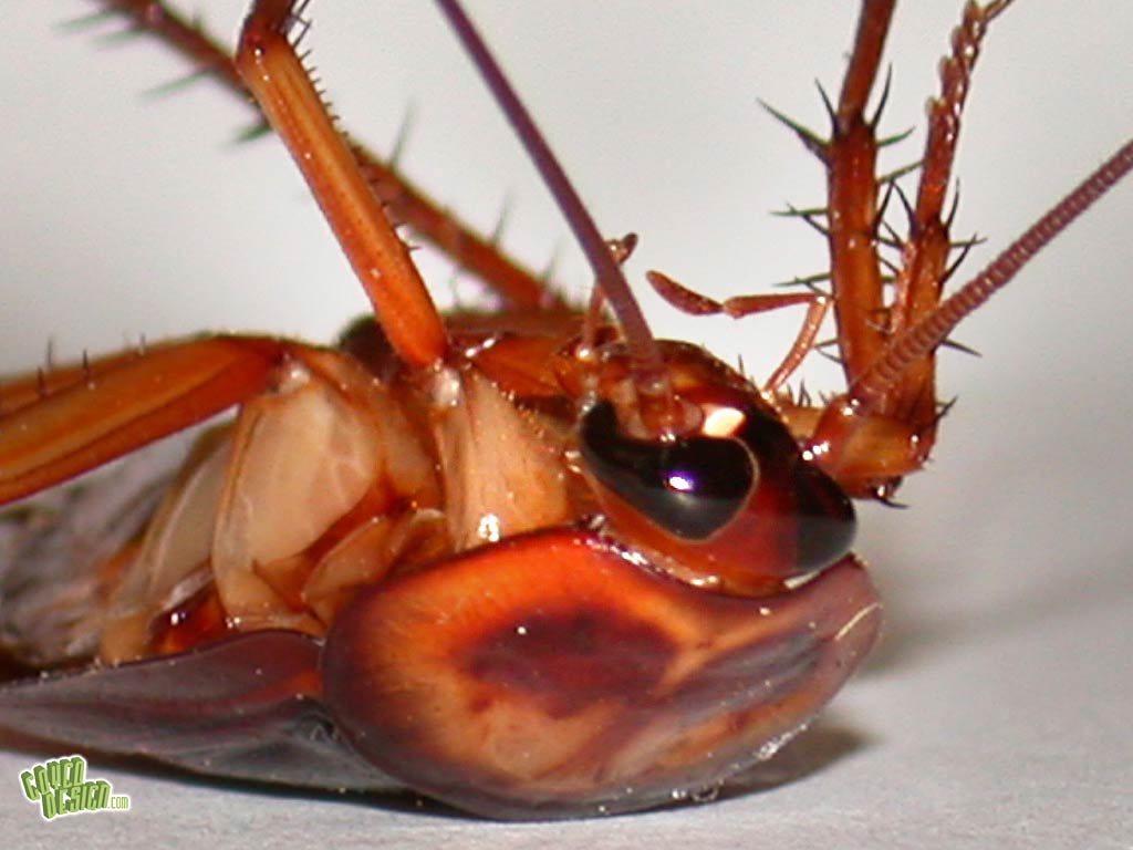 Cockroach Wallpaper. Cockroach Wallpaper