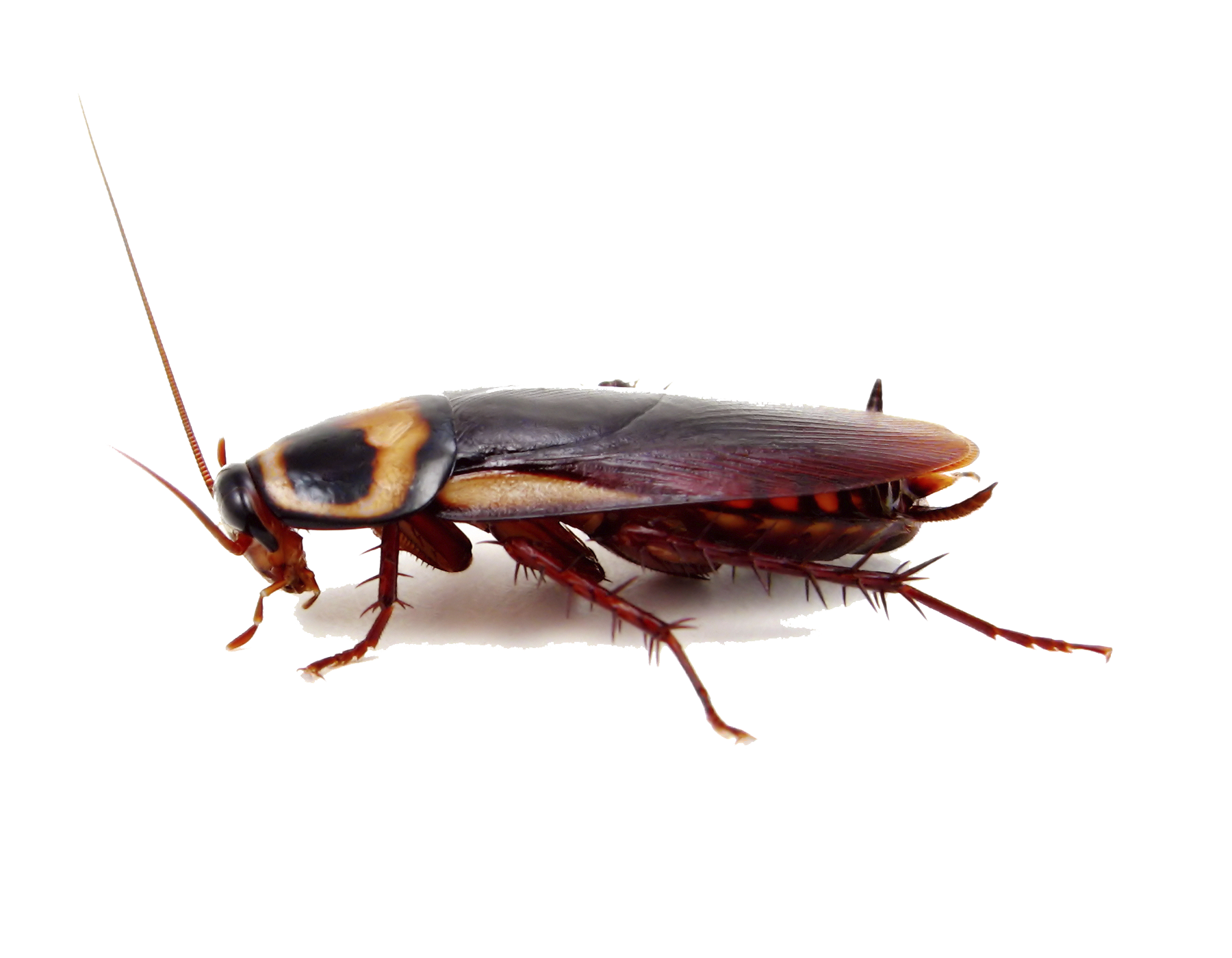 Cockroach PNG Transparent Cockroach PNG Image