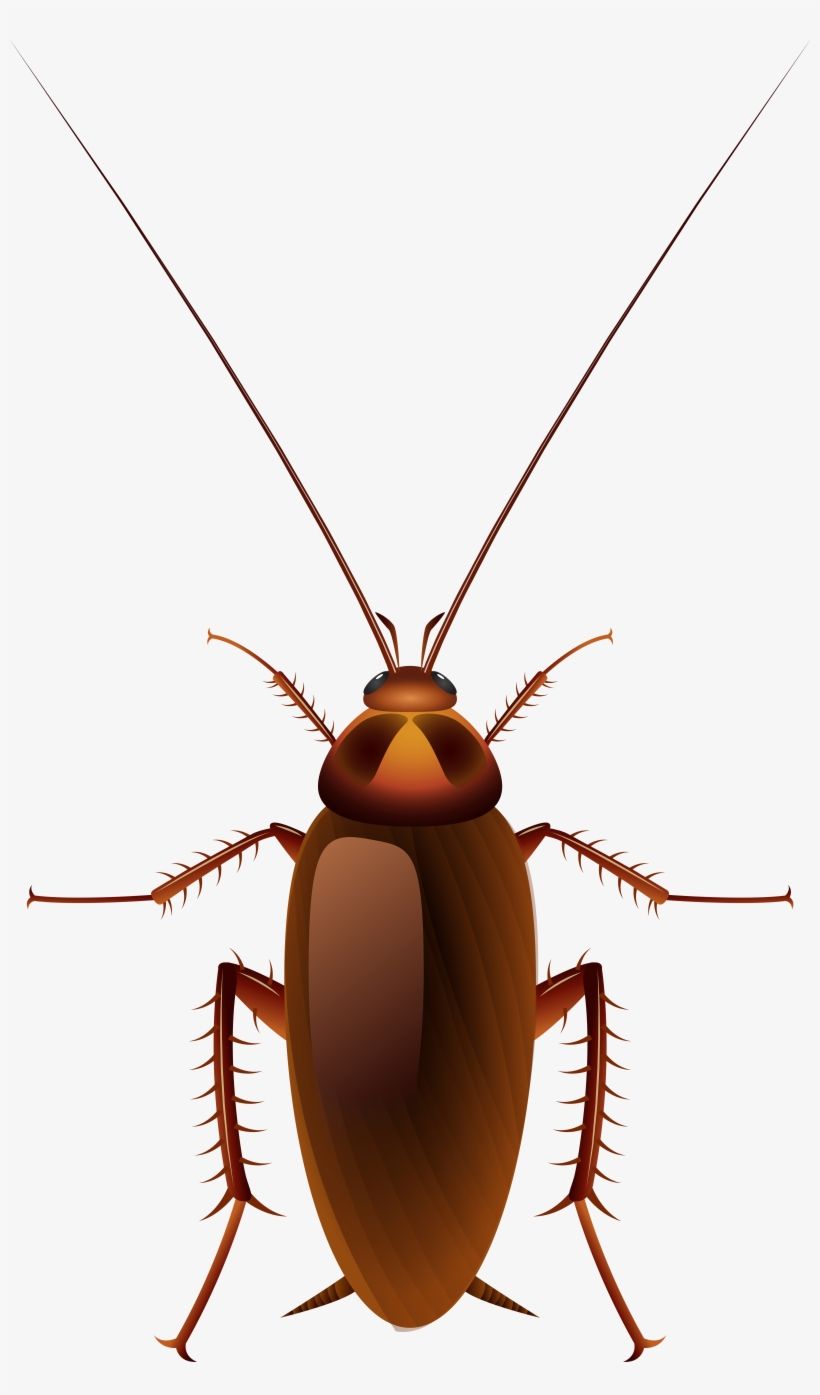 Free Cockroaches Clipart, Download Free Clip Art, Free Clip Art