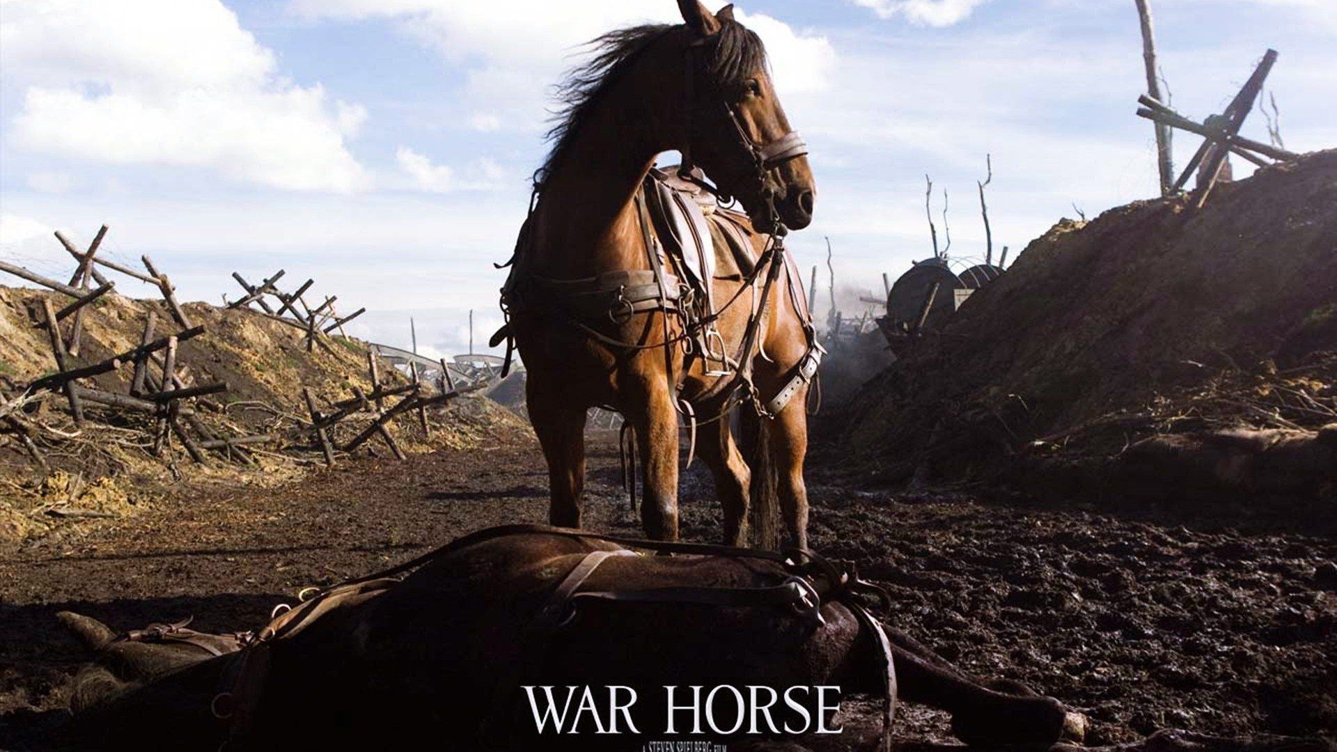 War Horse HD Wallpaper and Background Image