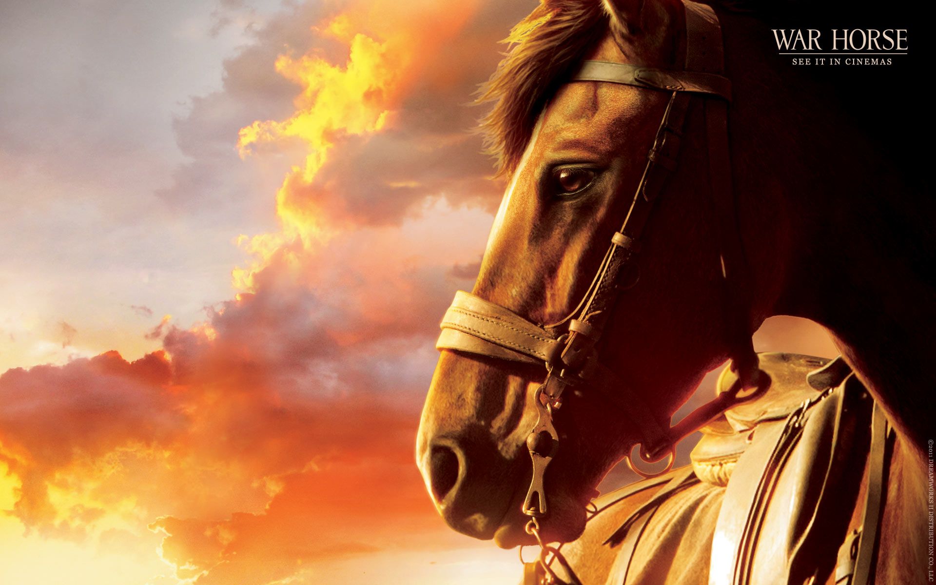 War Horse Wallpaper and Background Image