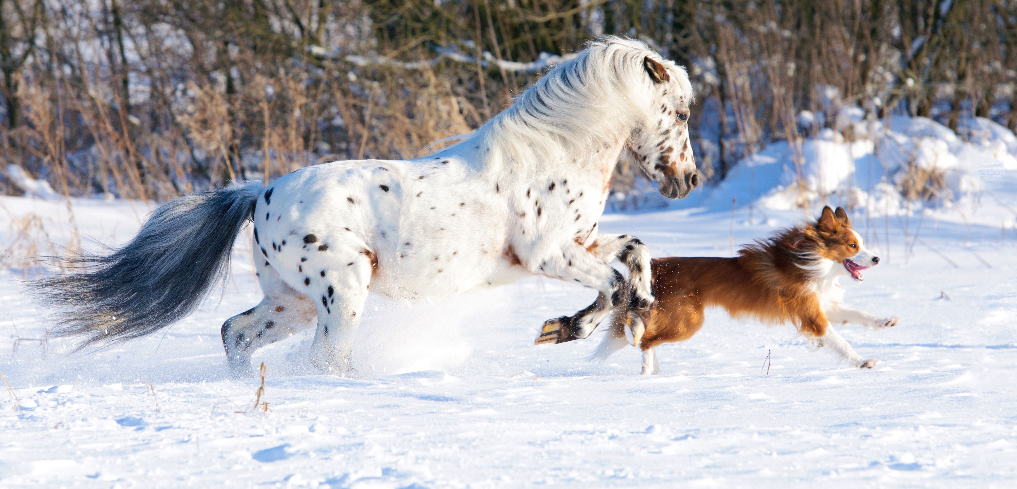 image Dogs horse Run Winter Snow animal 4288x2063