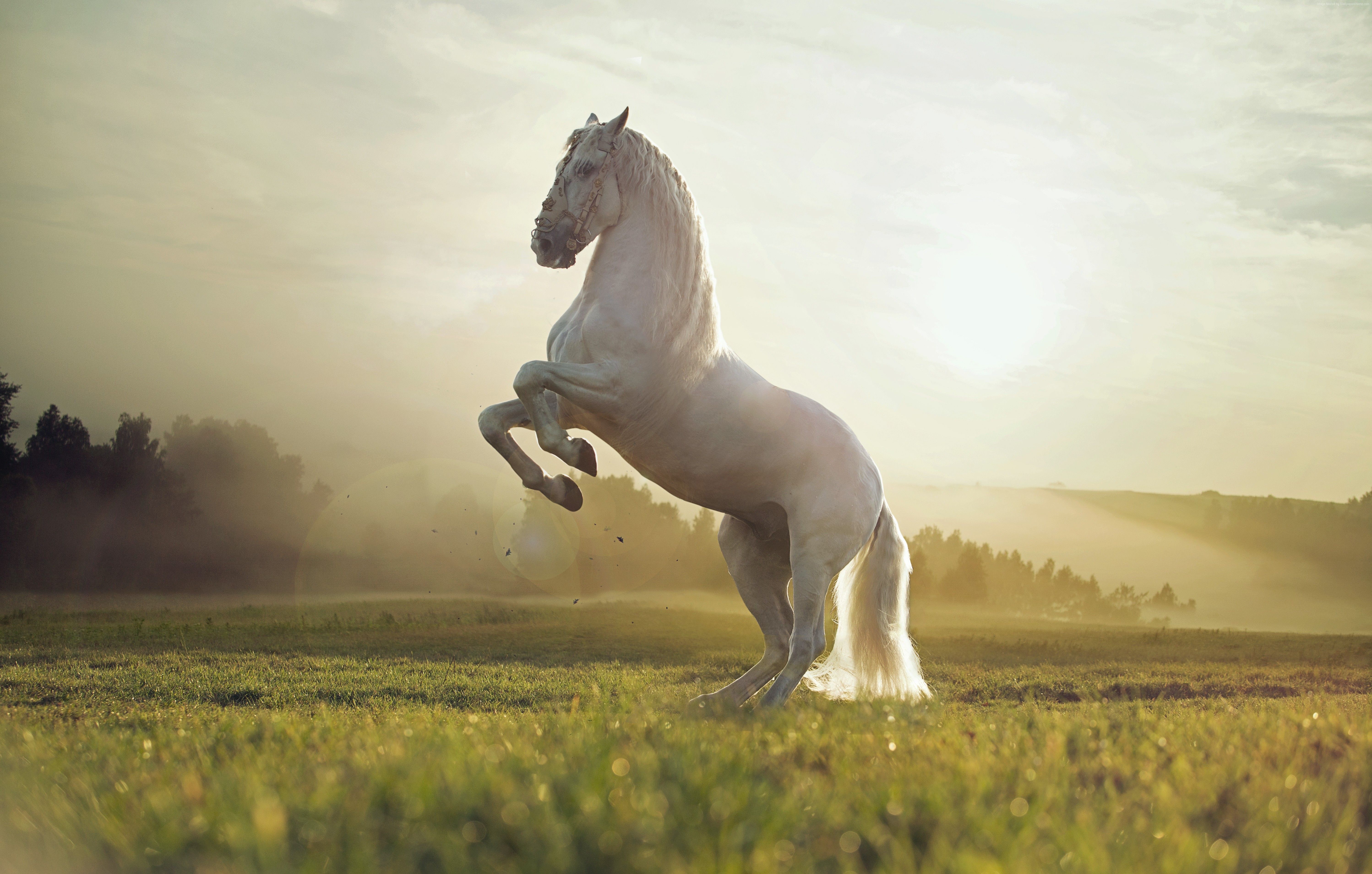 Horse Wallpaper, Animals / Pets: Horse, Cute Animals, Sunset. Cute