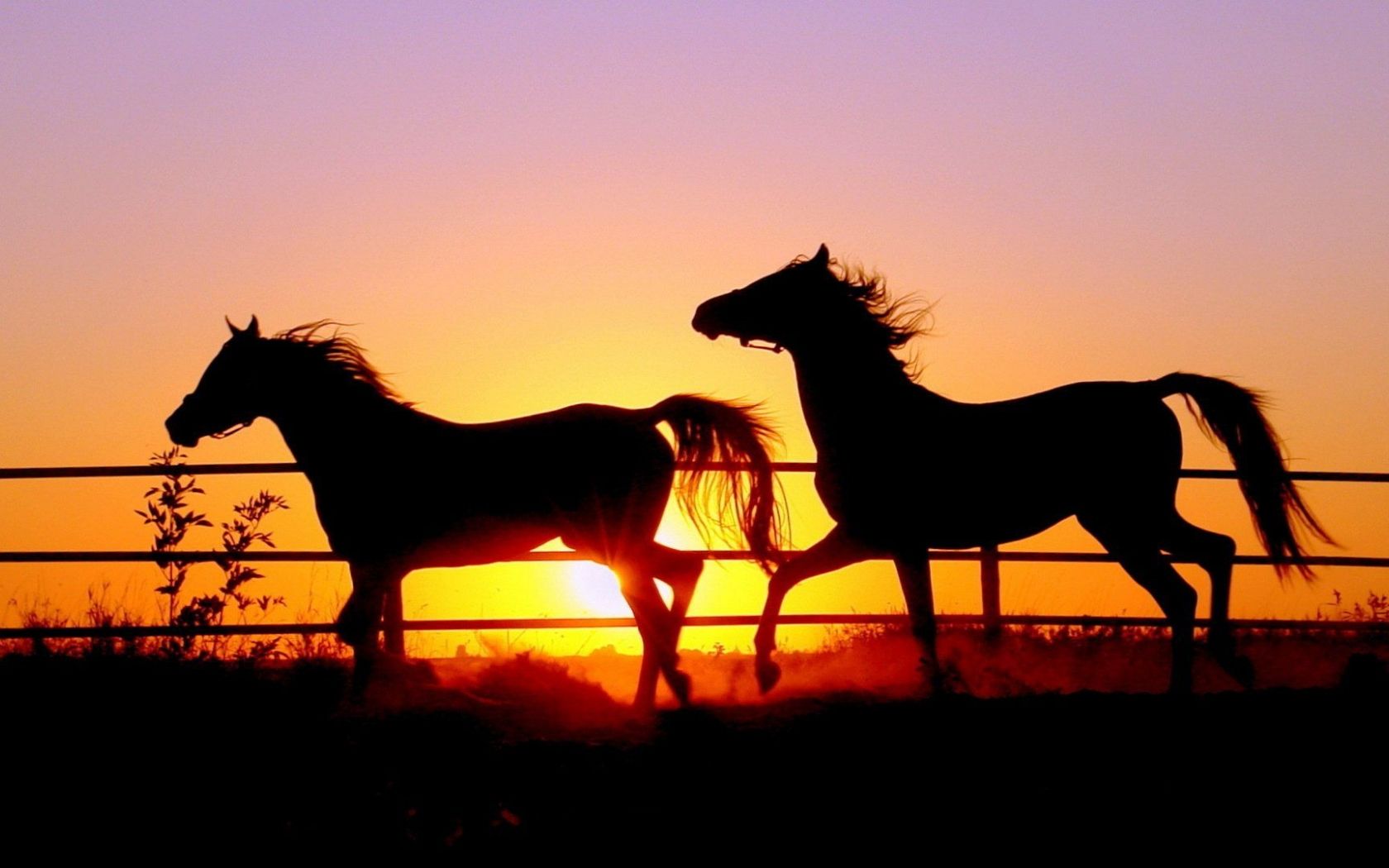 Free download War Horse Wallpaper Image Group 39 [1920x1080]