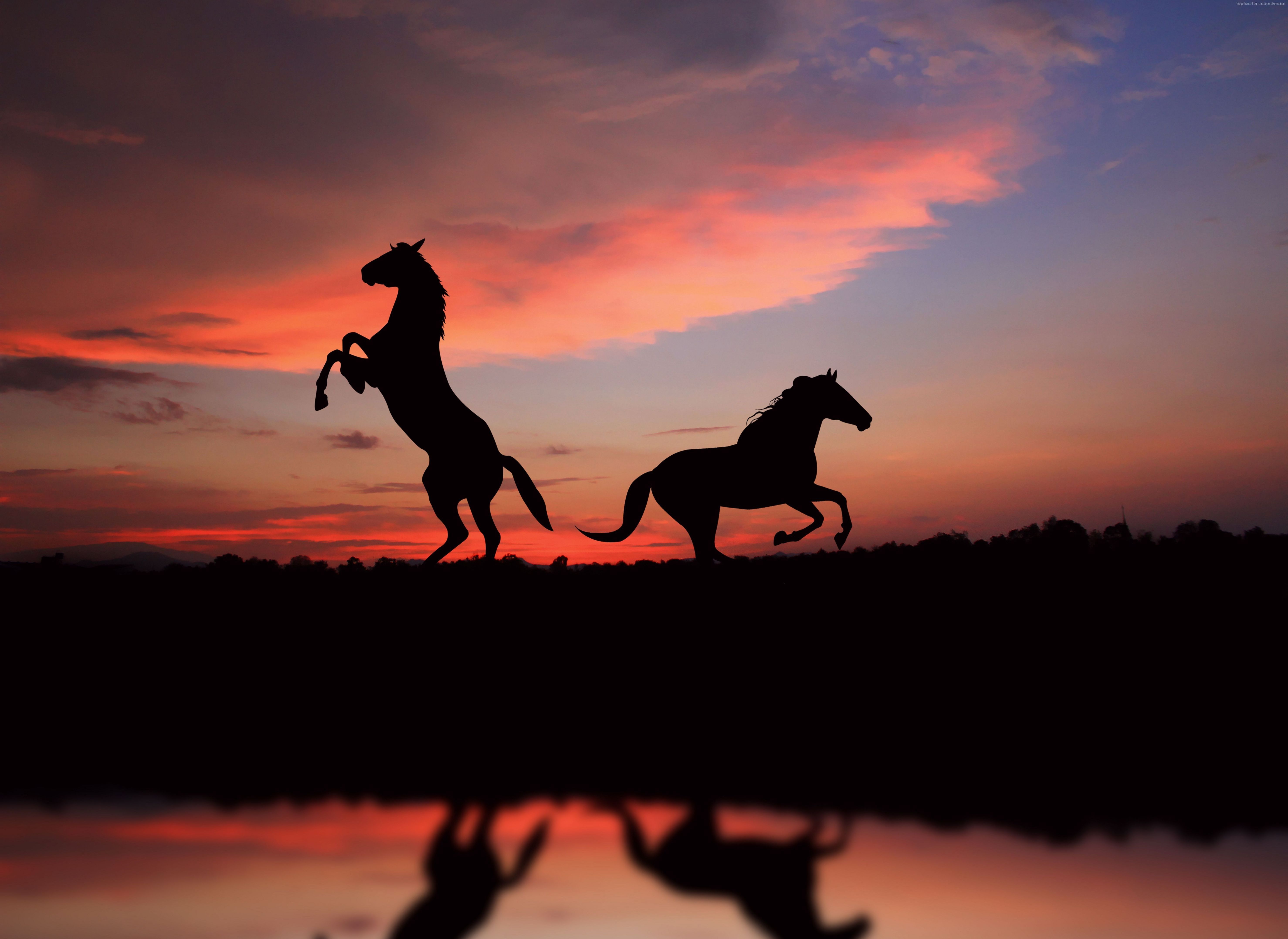 Animals, Dog, Beach, Sunset Wallpaper HD / Desktop In The Sunset Wallpaper & Background Download