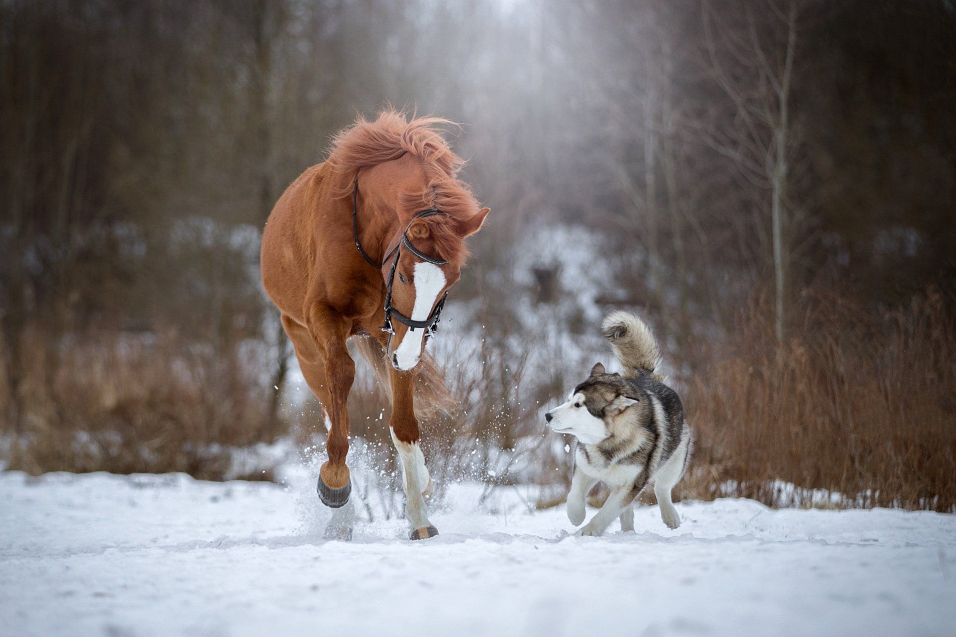 Dog Horse Husky Snow Winter wallpaperx1280