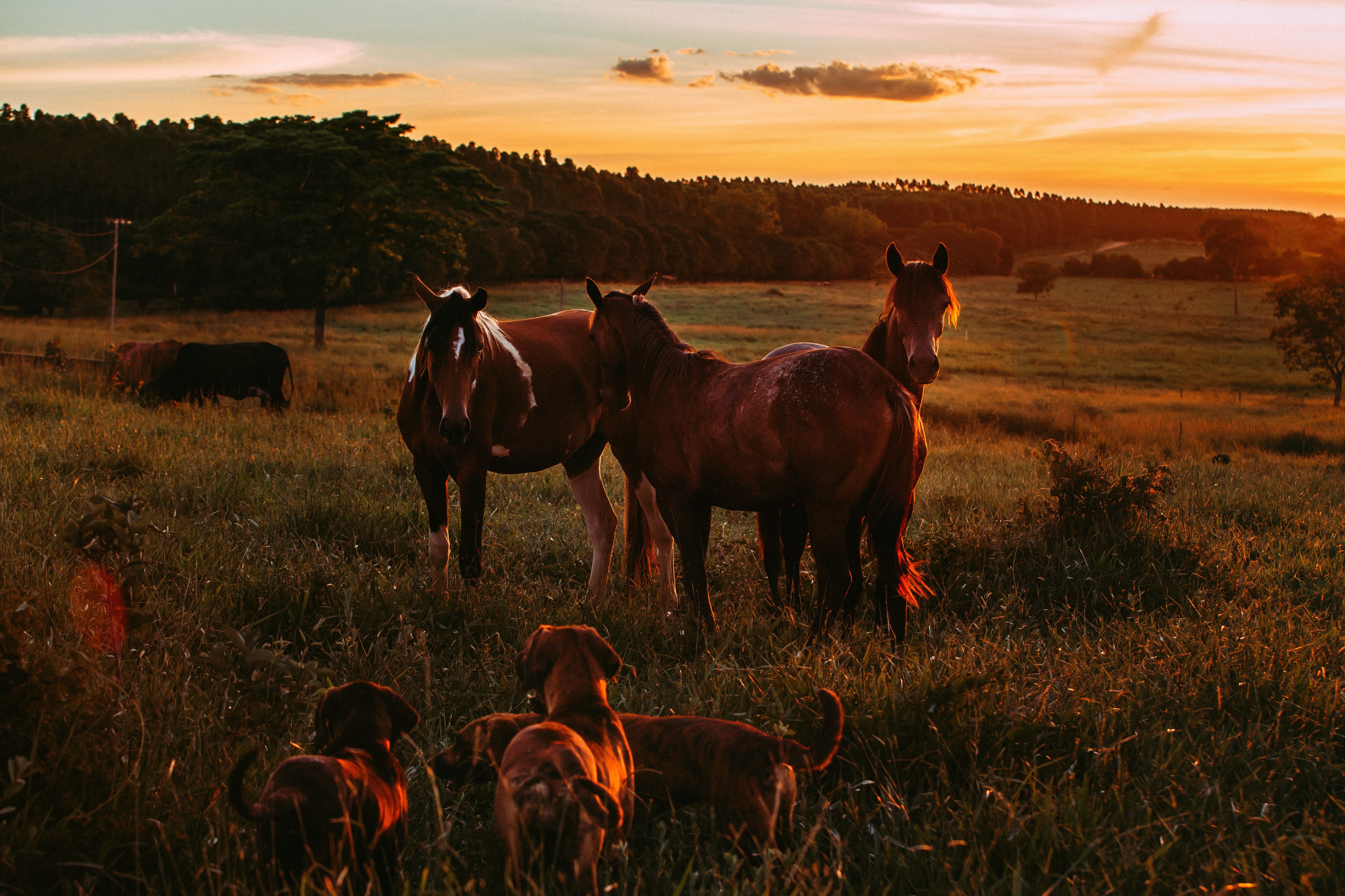Photo of Horses and Dogs in Grass Field During Golden Hour · Free