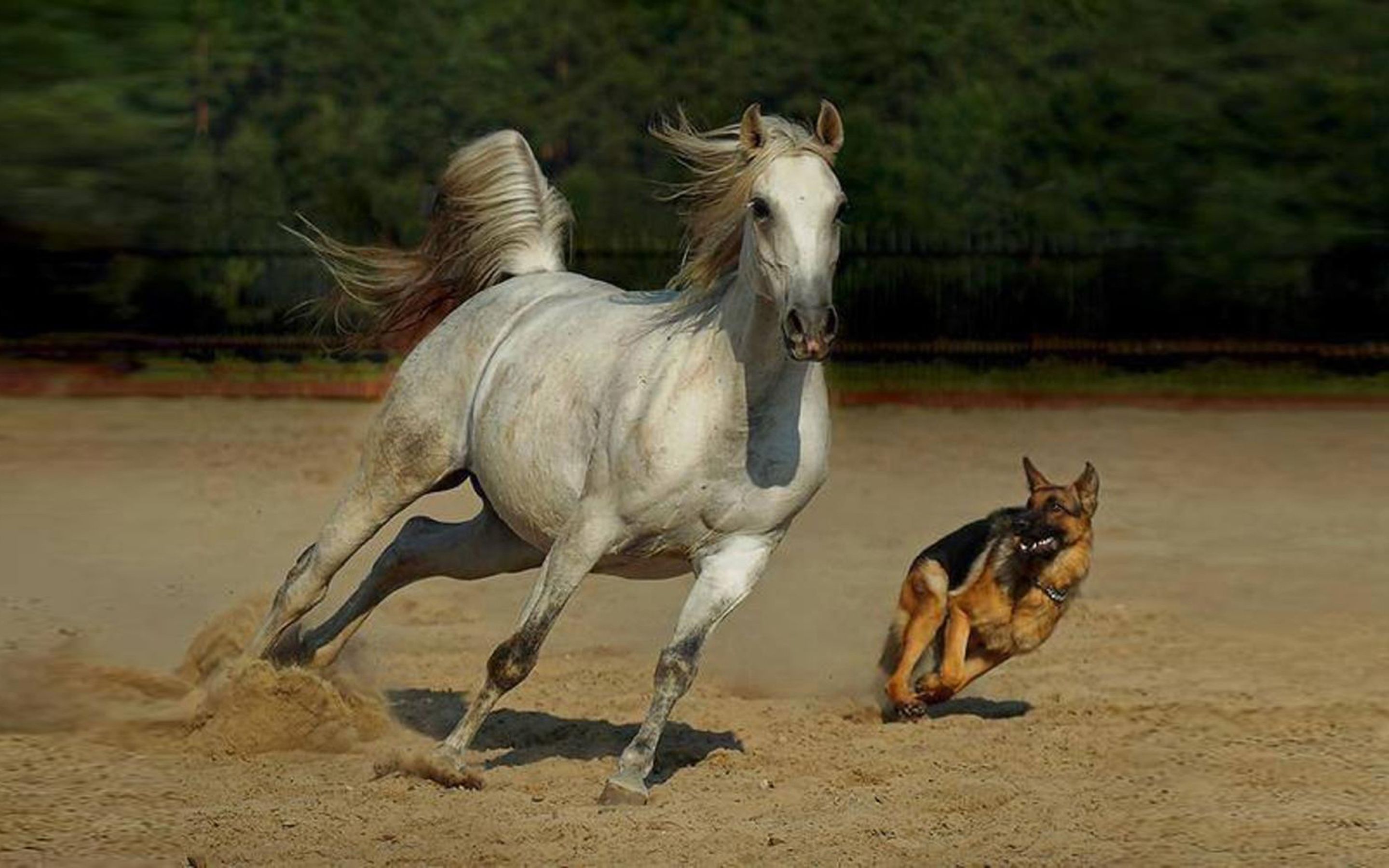 Training On A White Horse With The Help Of Dog Wallpaper HD