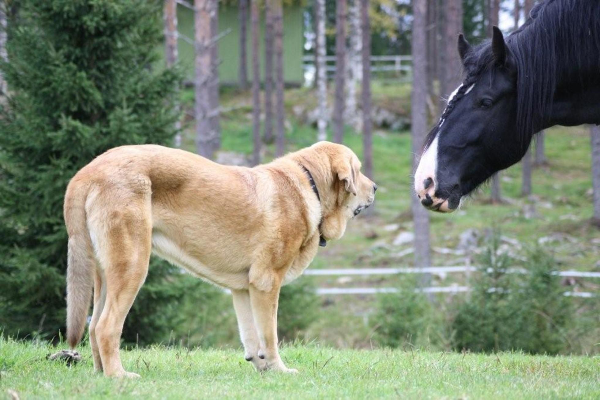 Spanish Mastiff dog and the horse photo and wallpaper. Beautiful