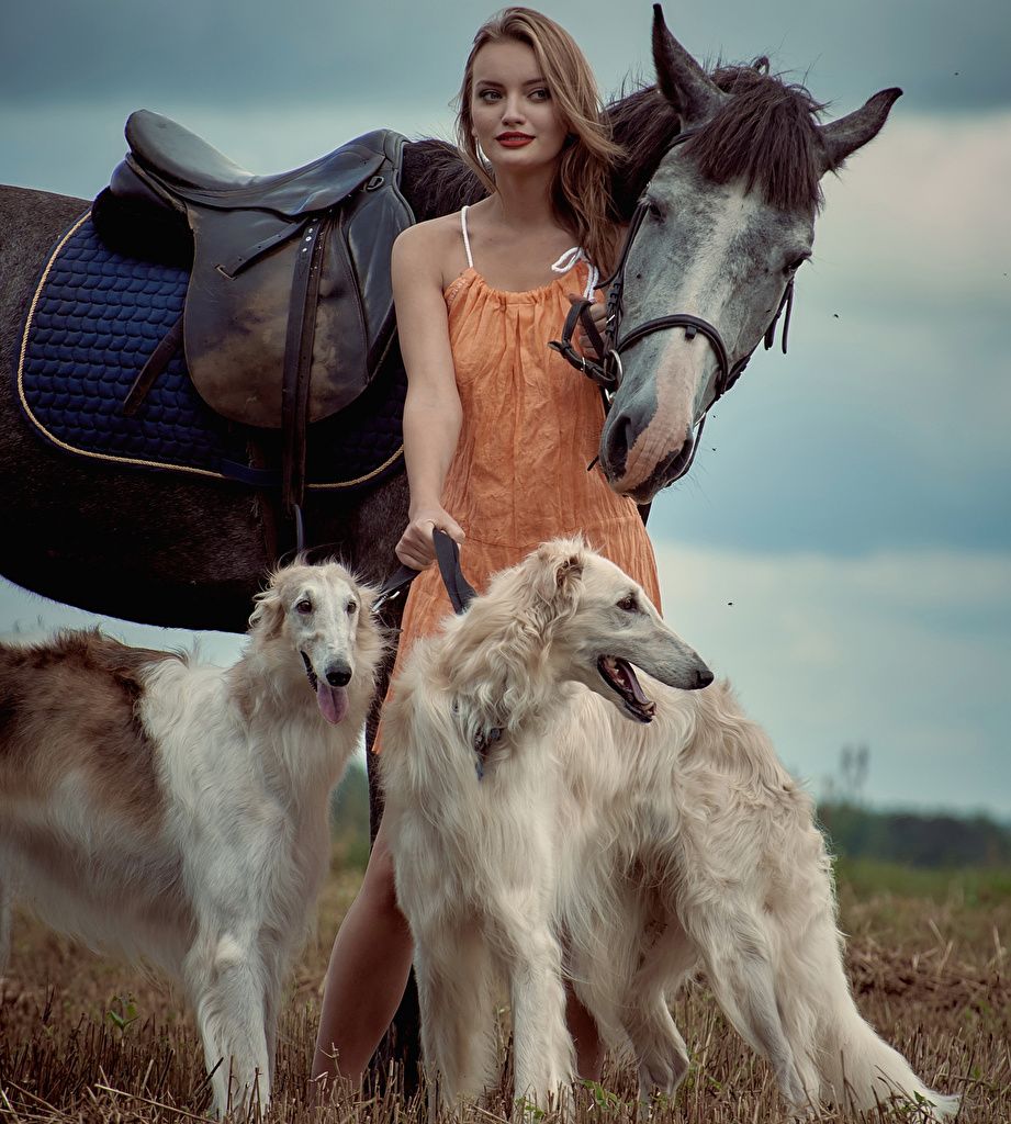 Photo Sighthound dog horse Brown haired Russian hunting sighthound