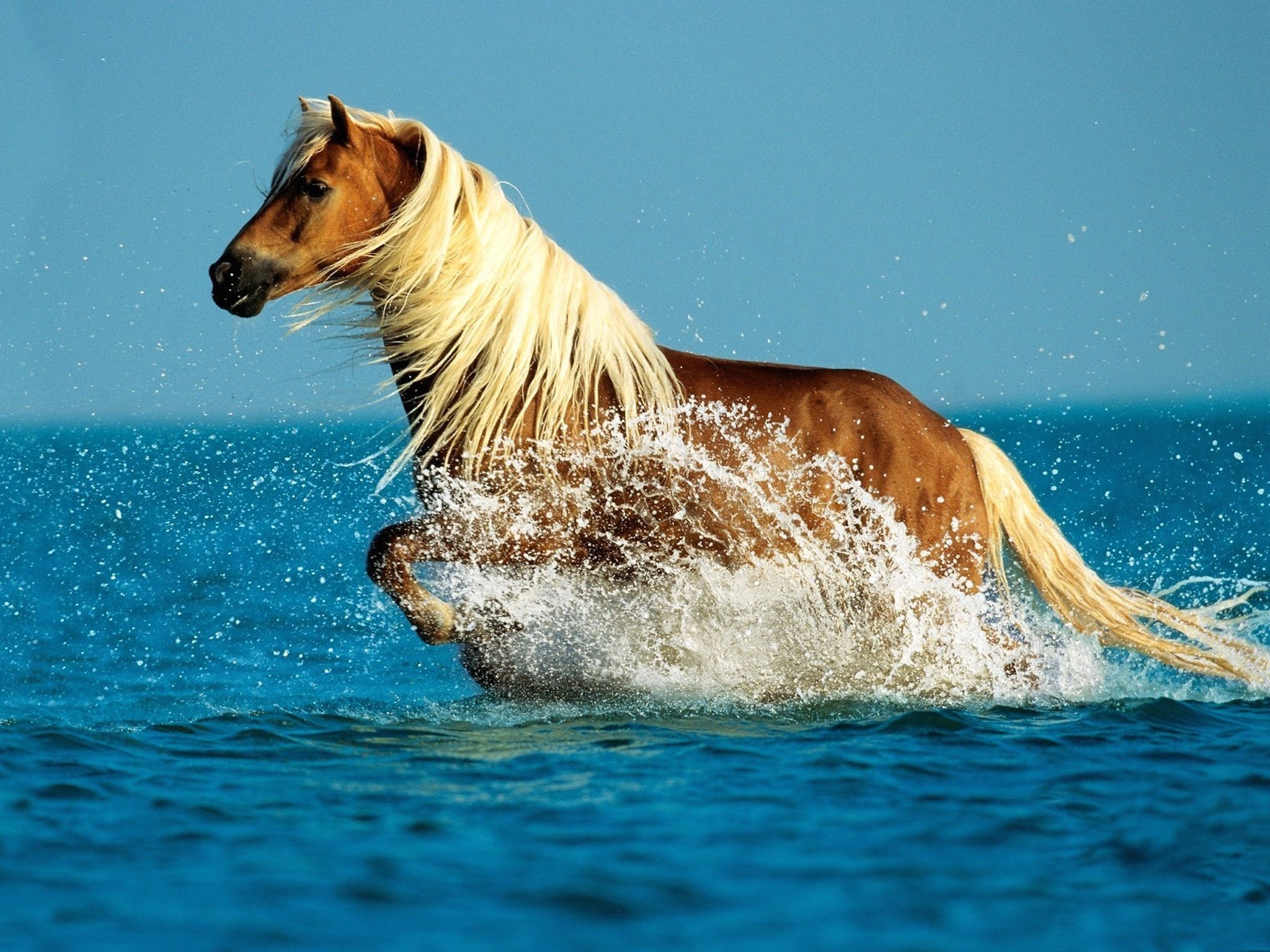 Palomino Horse HD Wallpaper. Free HD Downloads