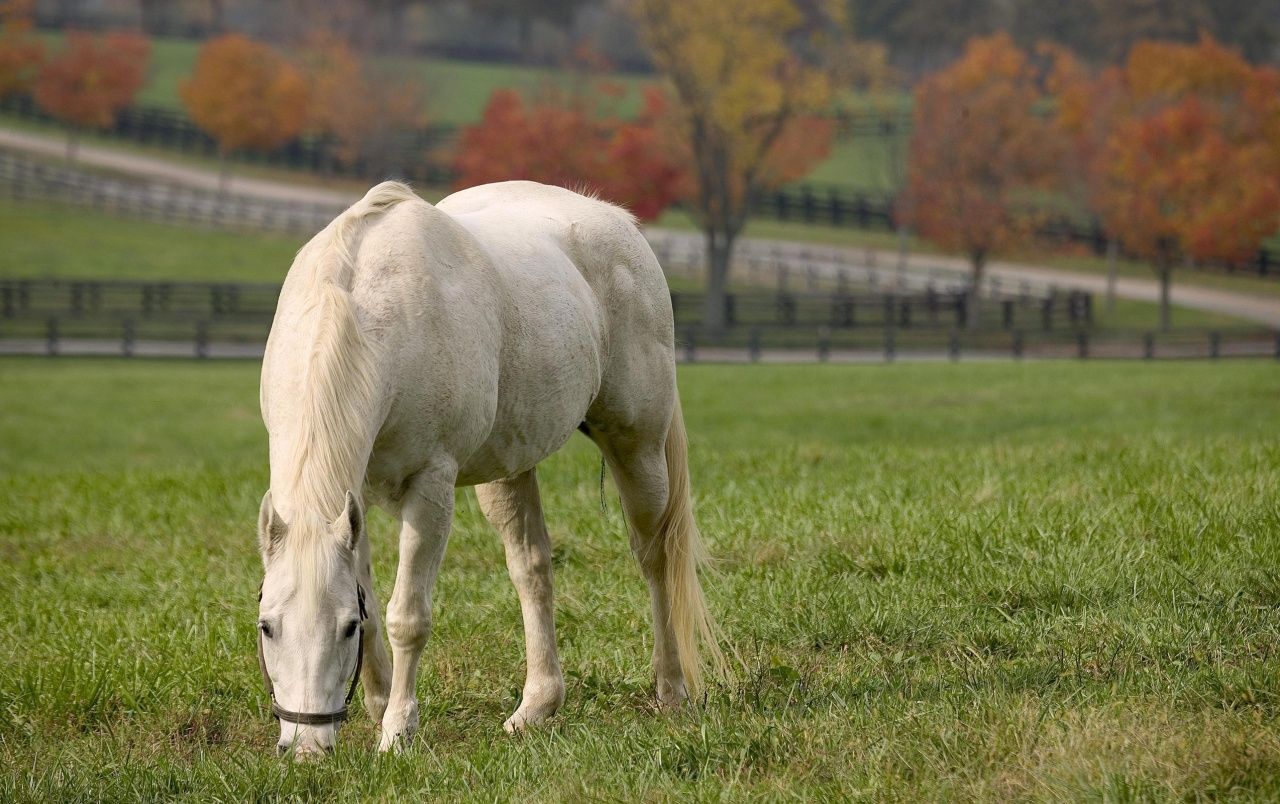 White horse wallpaper. White horse