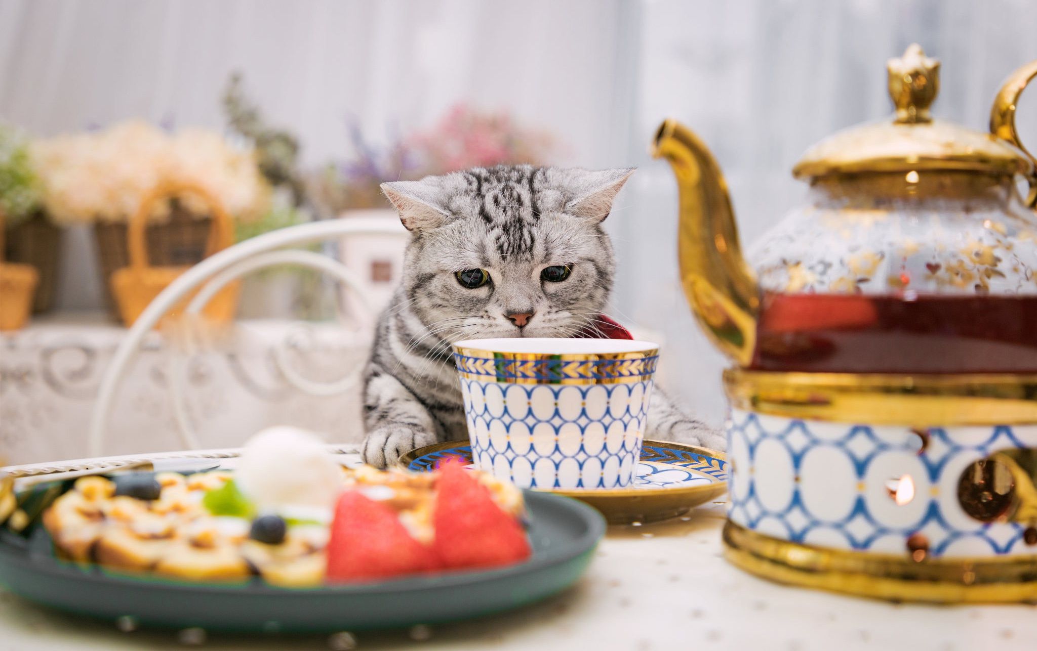 Cat drinking from a fancy tea set HD Wallpaper. Background Image