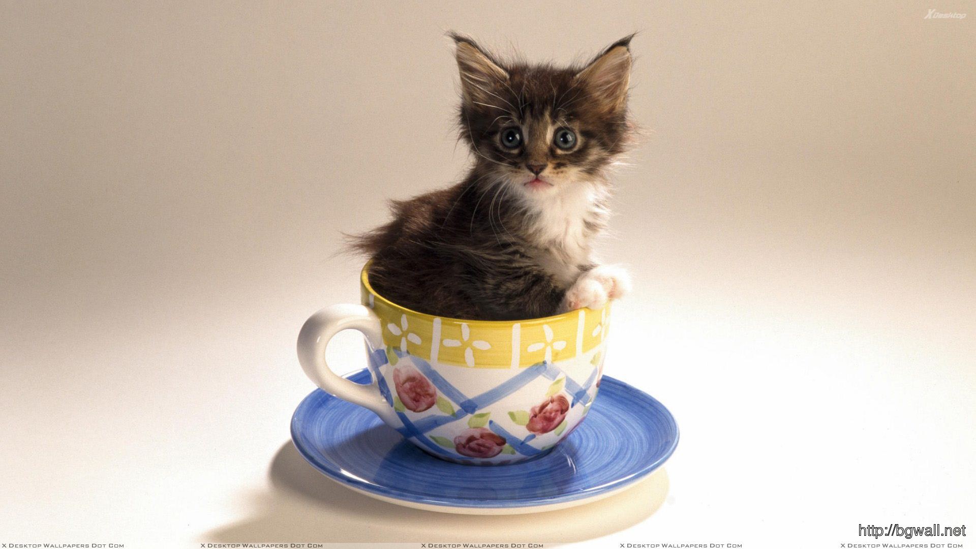 Cat Is Sitting In A Cup Of Tea Wallpaper