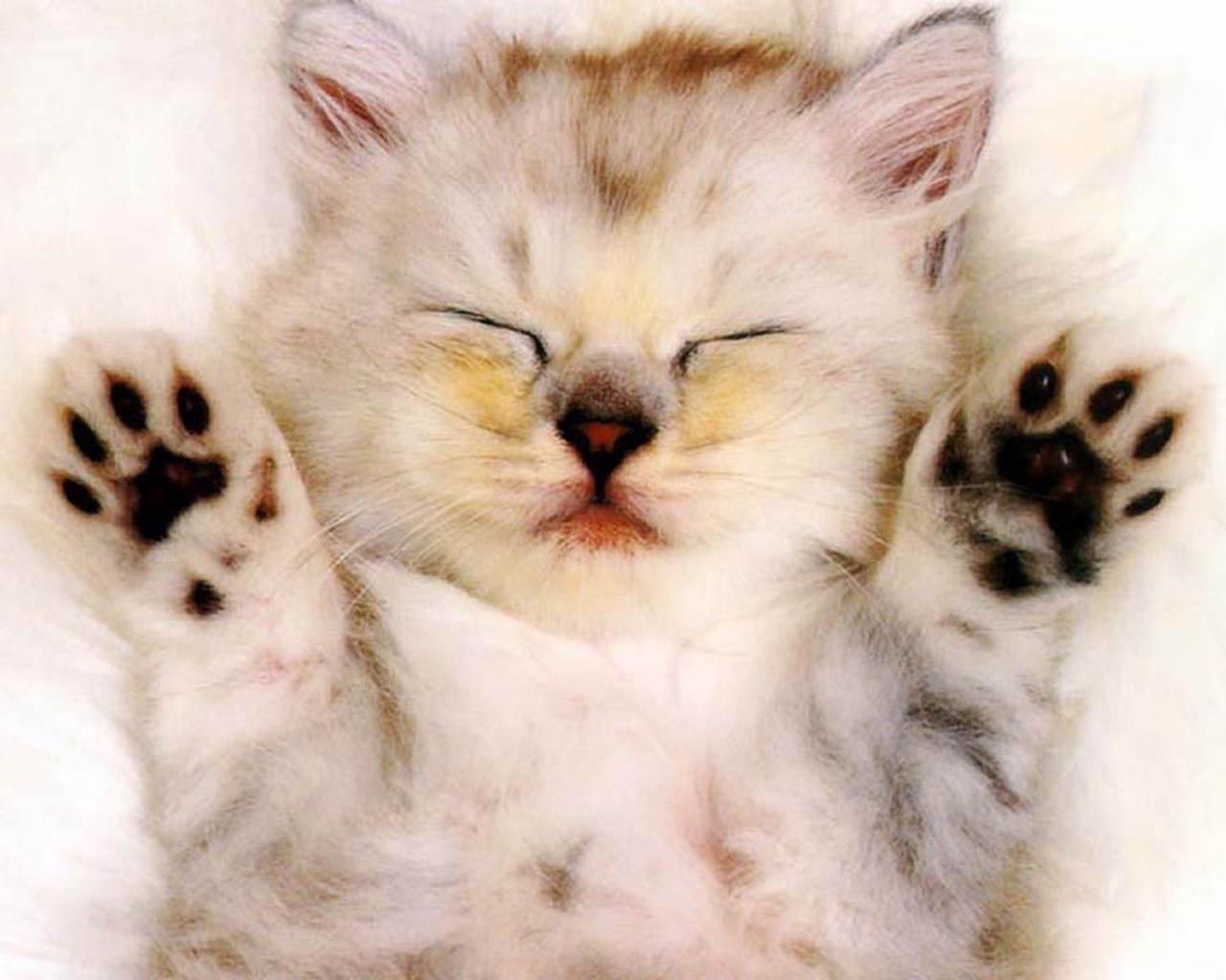 Kitty Cat Wallpaper