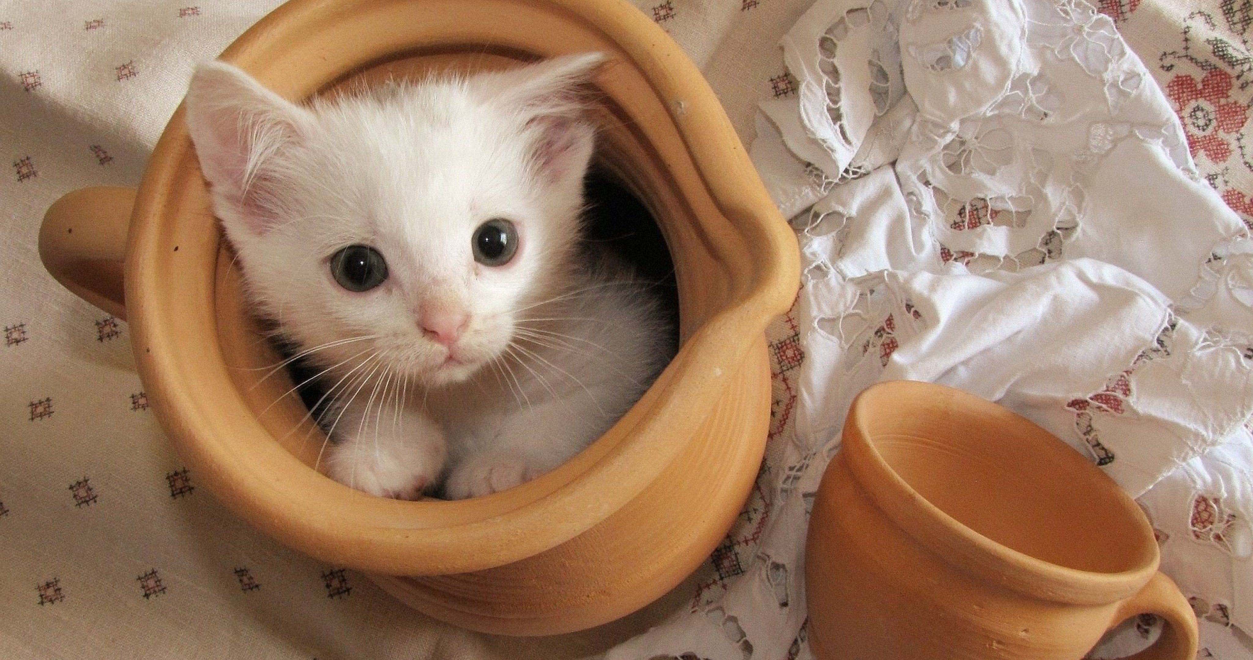 little white cat 4k ultra HD wallpaper. Kittens cutest, Kittens