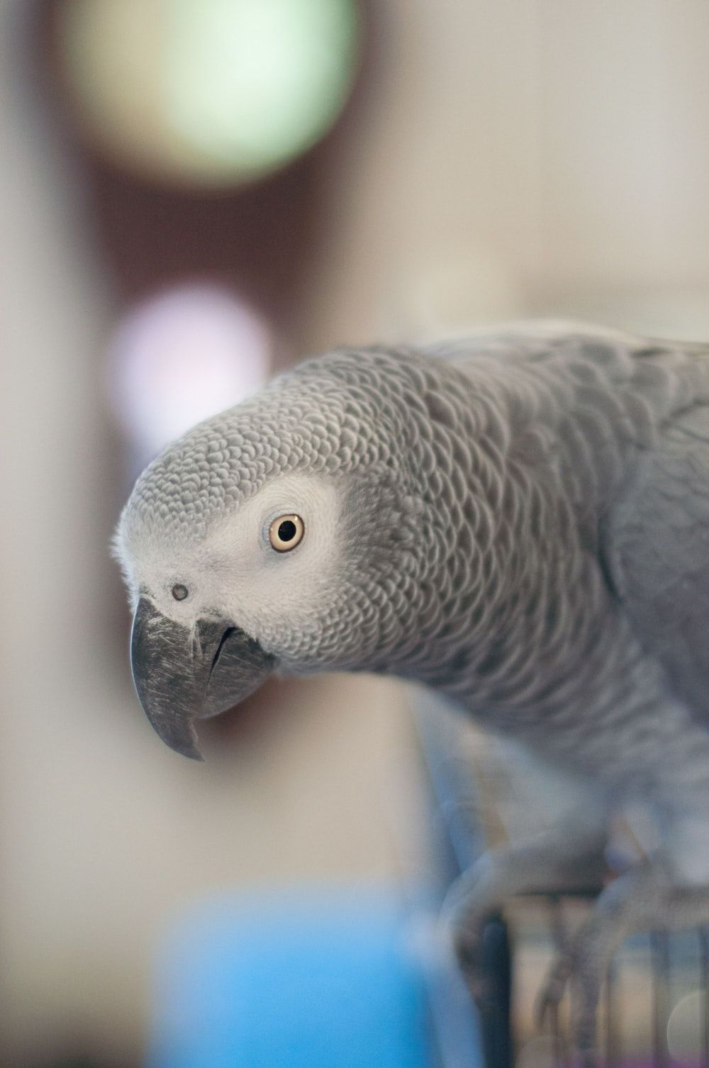 African Grey Parrot Wallpapers - Wallpaper Cave