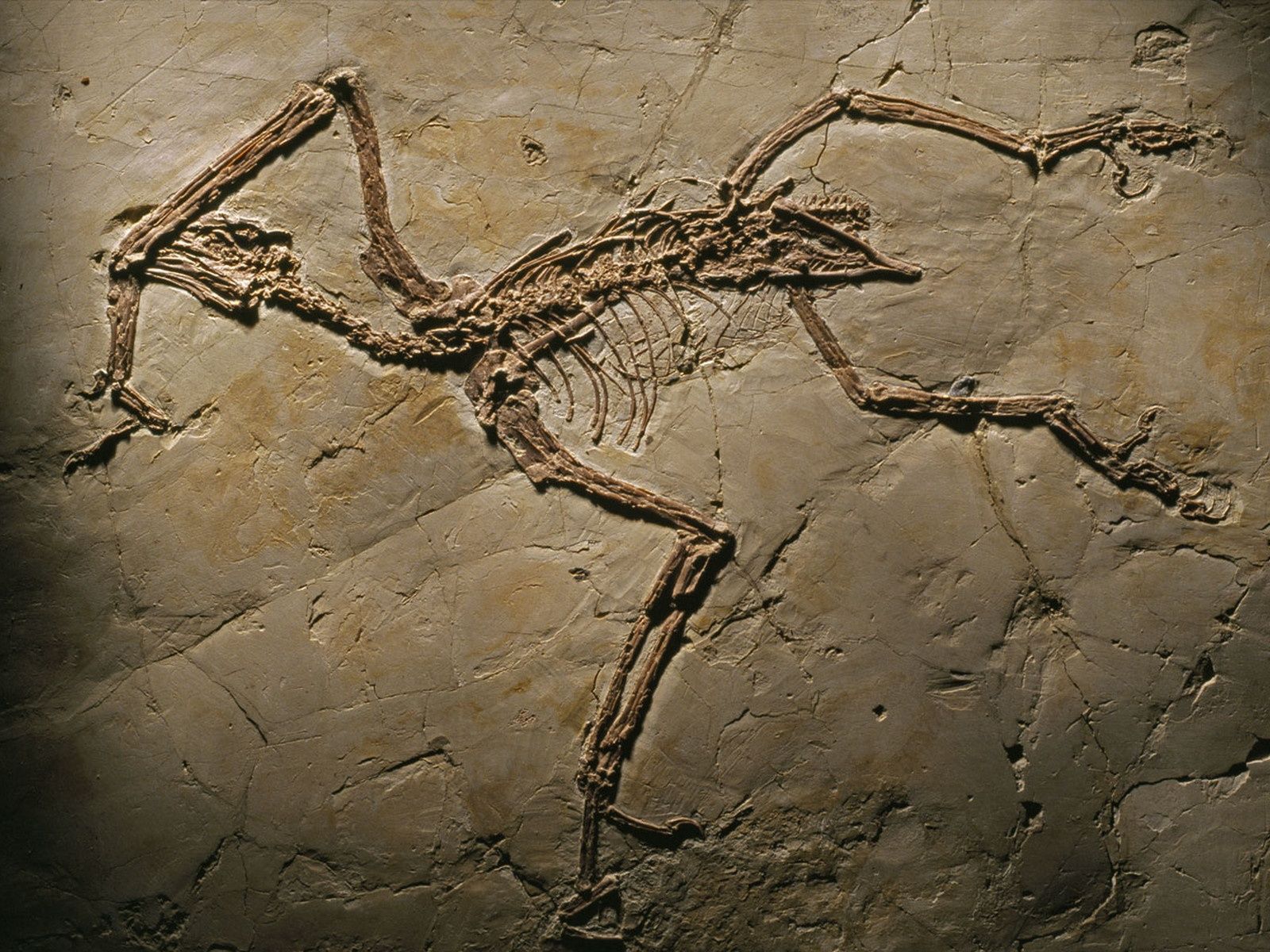 Sapeornis Chaoyangensis