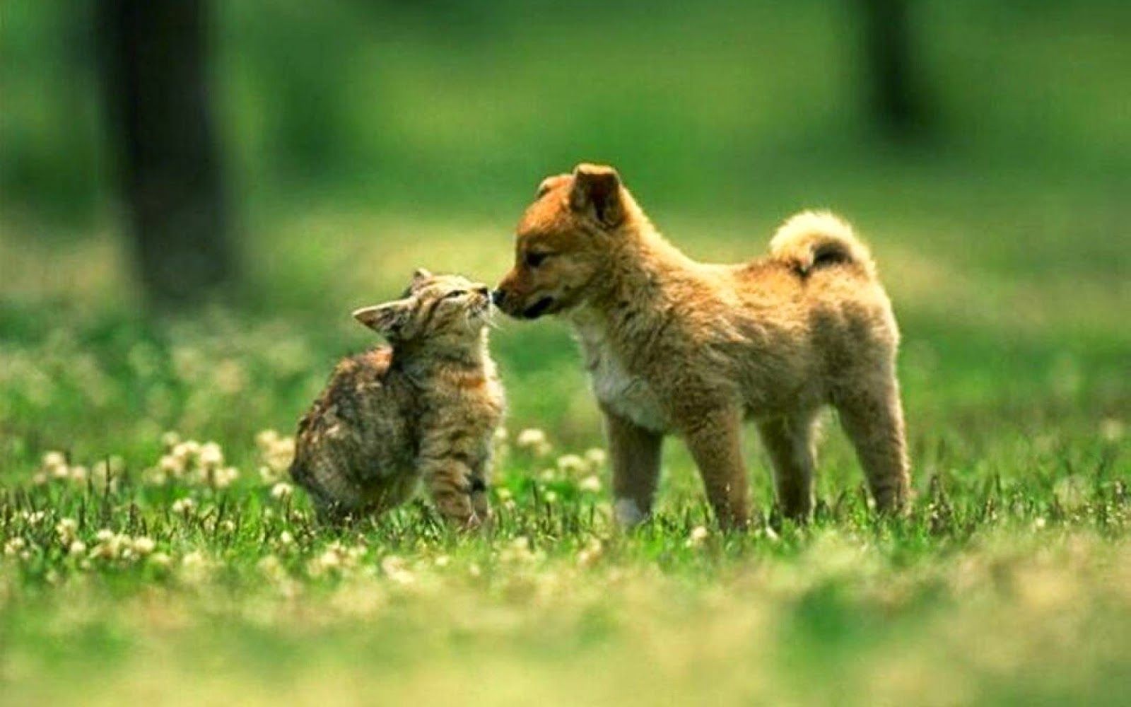 Cat And Dogs Wallpaper Cat And Dog Wallpaper & Background Download