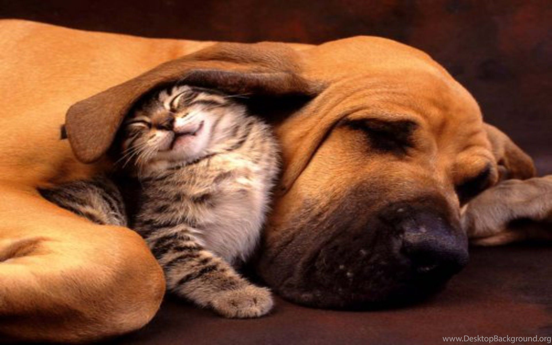 Funny Dog And Cat Wallpaper 4VTT Desktop Background