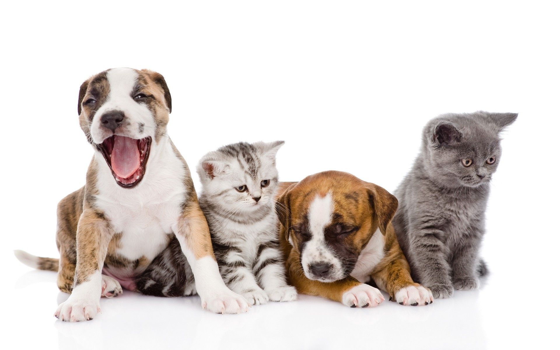 white Background, Animals, Dog, Cat, Baby Animals Wallpaper HD