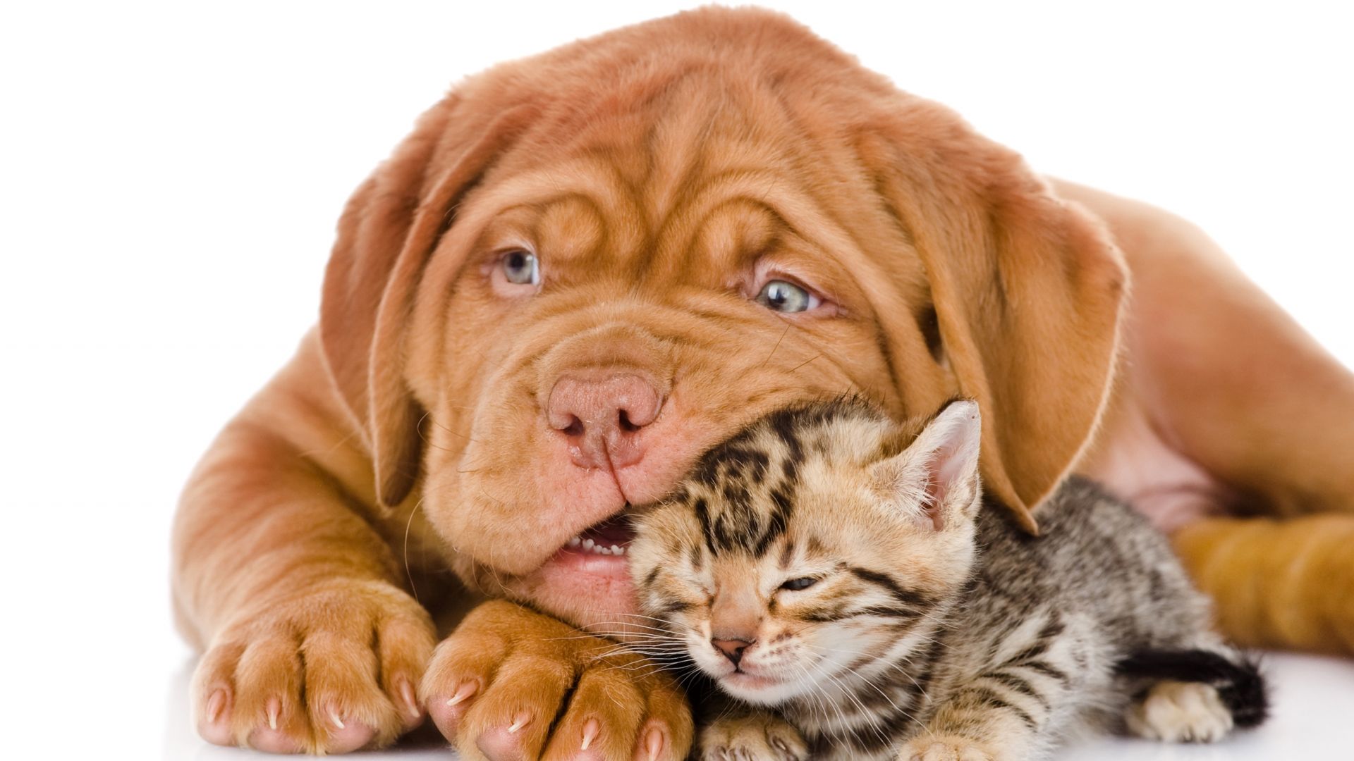 Cat & Dog Wallpaper, Picture, Image