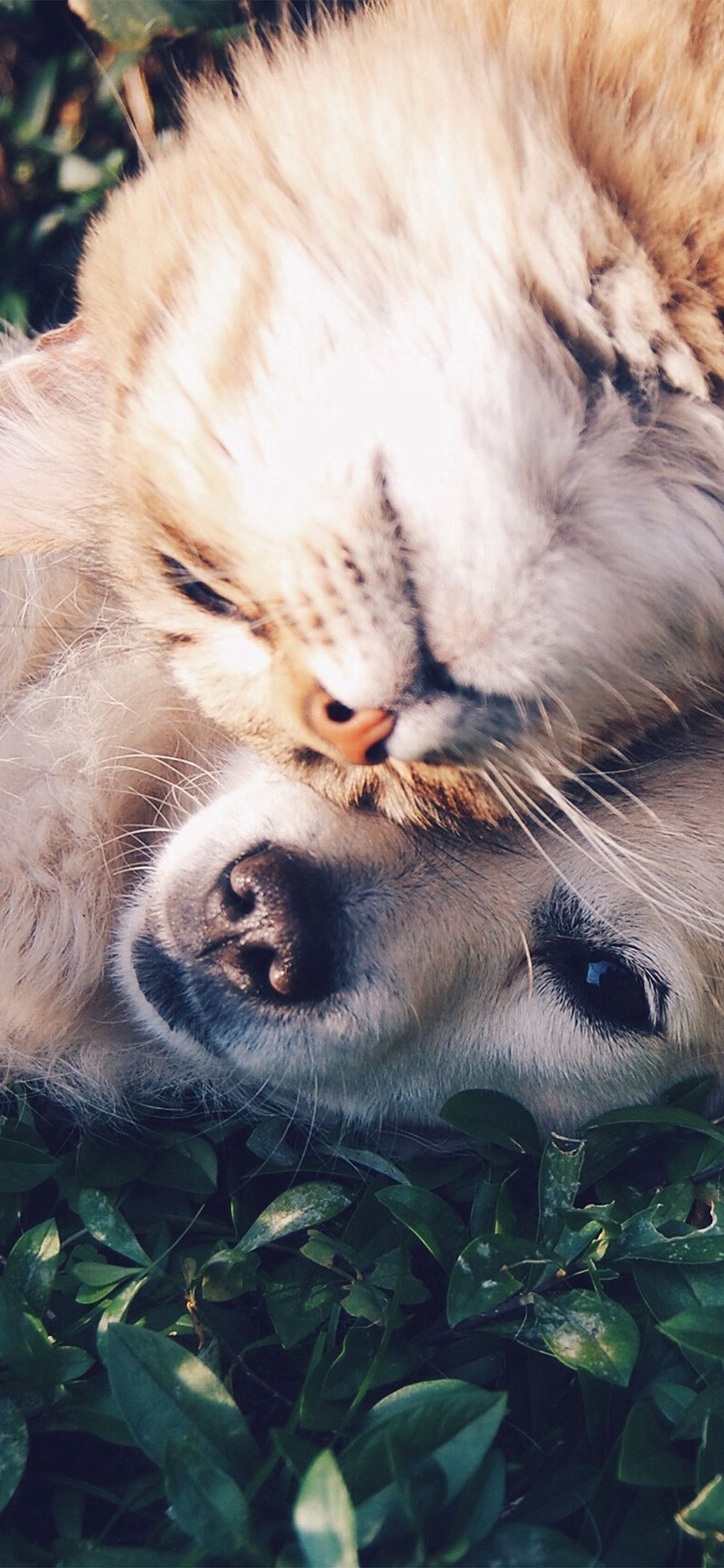 Cat And Dog Animal Love Nature Pure #iPhone #X #wallpaper. Cat training, Cats, Pets