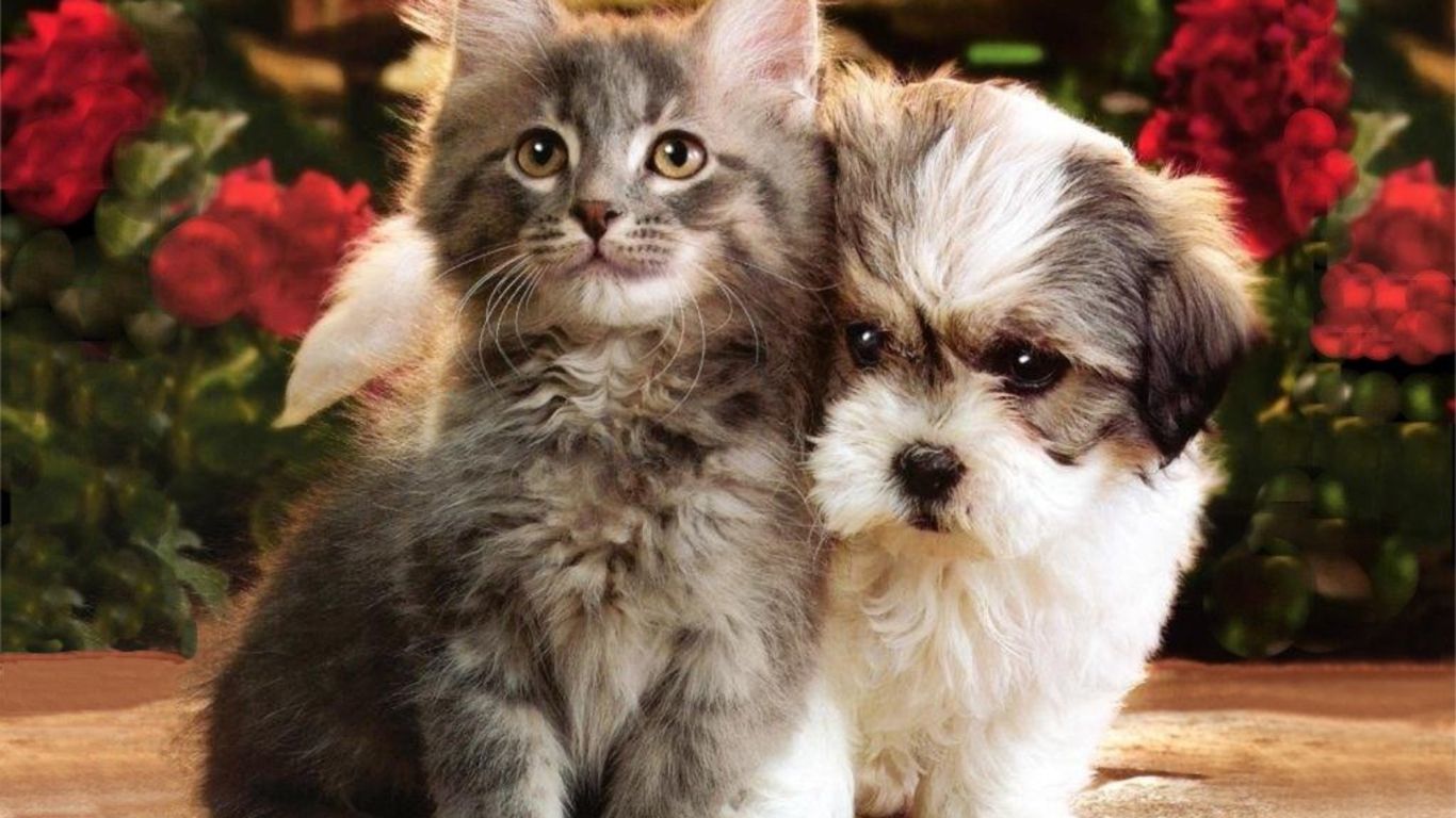 Dogs And Cats HD Wallpaper