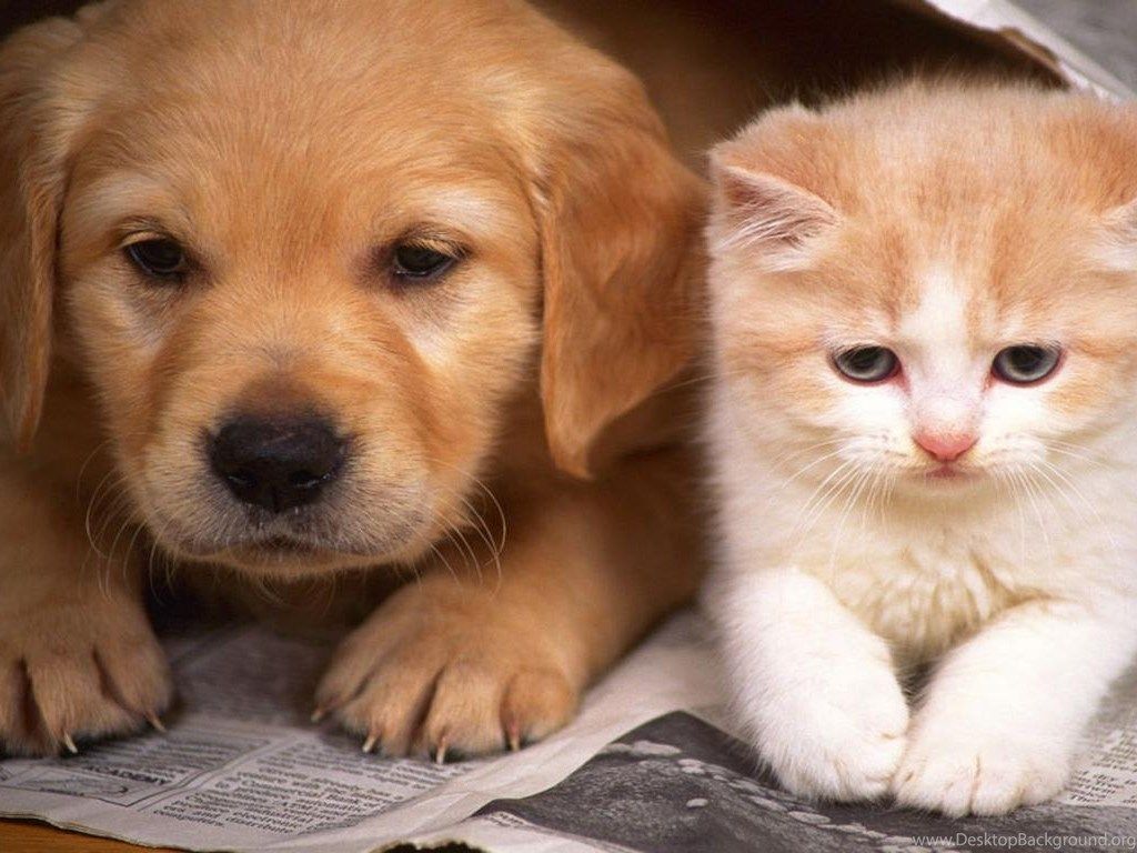 Cats And Dogs Wallpaper HD Cute Dog And Cat Wallpaper HD Wallpaper. Desktop Background