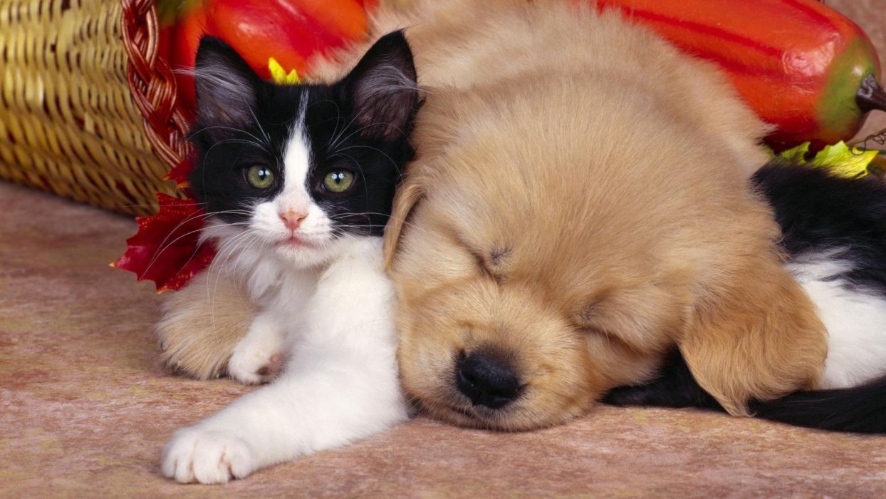 Dog and cat wallpaperx1080