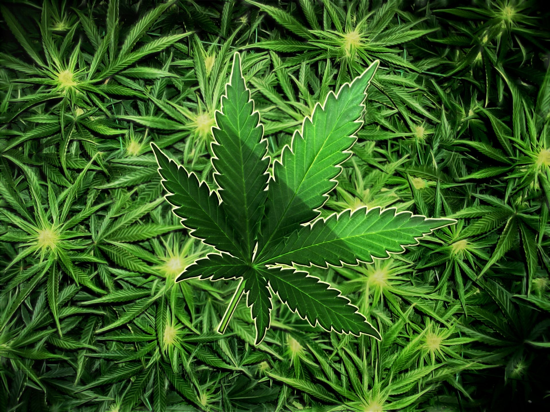 Cool Photo of Hemp High Resolution