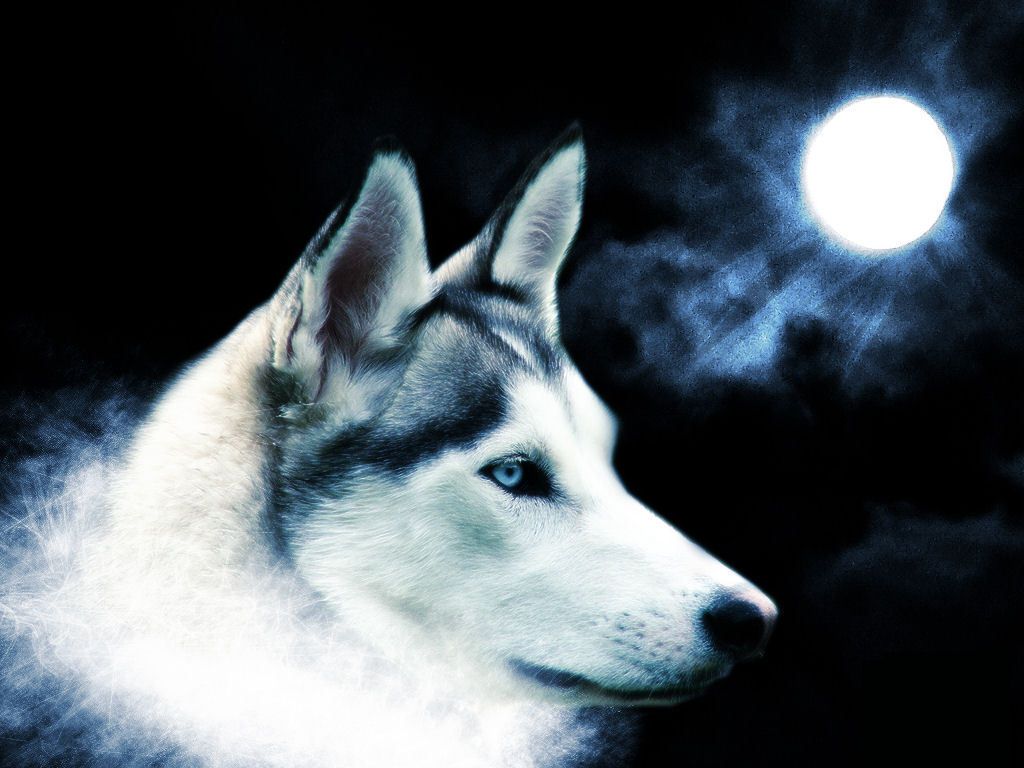 Spirit of the wolf