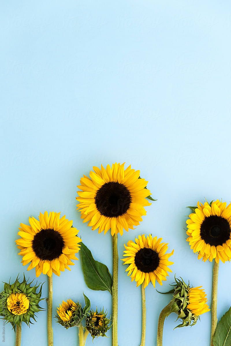 Sunflowers on a blue background by Ruth Black for Stocksy United