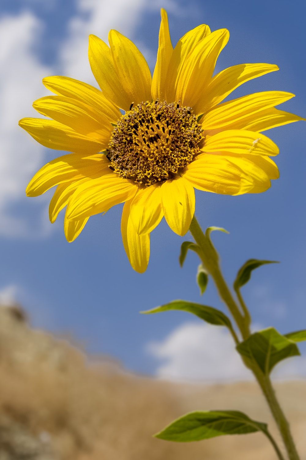 Sunflower Background Image: Download HD Background