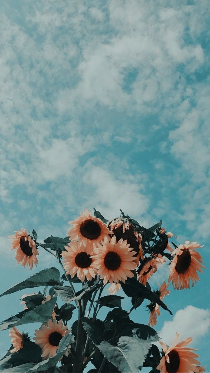 sunflowers - #himmel #sunflowers #backrounds. Sfondi vintage