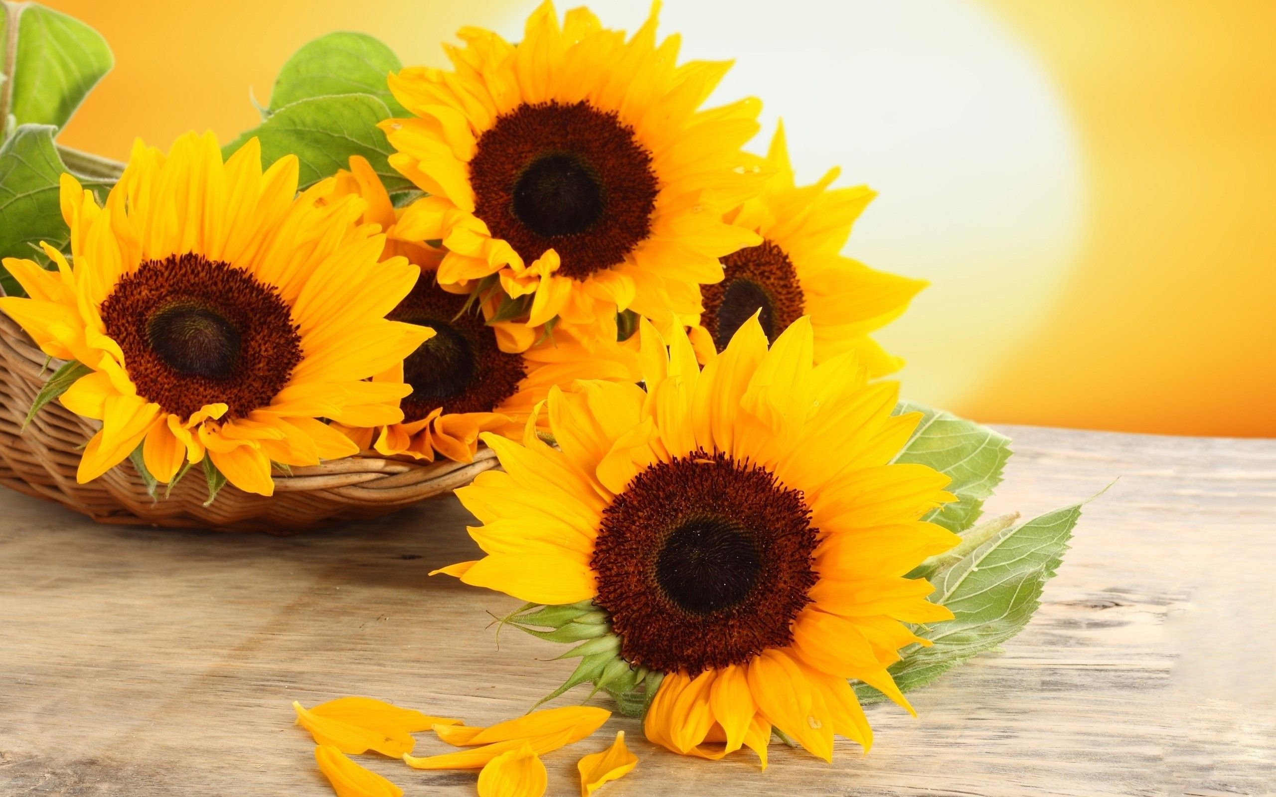 Colors, Desktop Background, Full HD, Petals, Basket, flowers