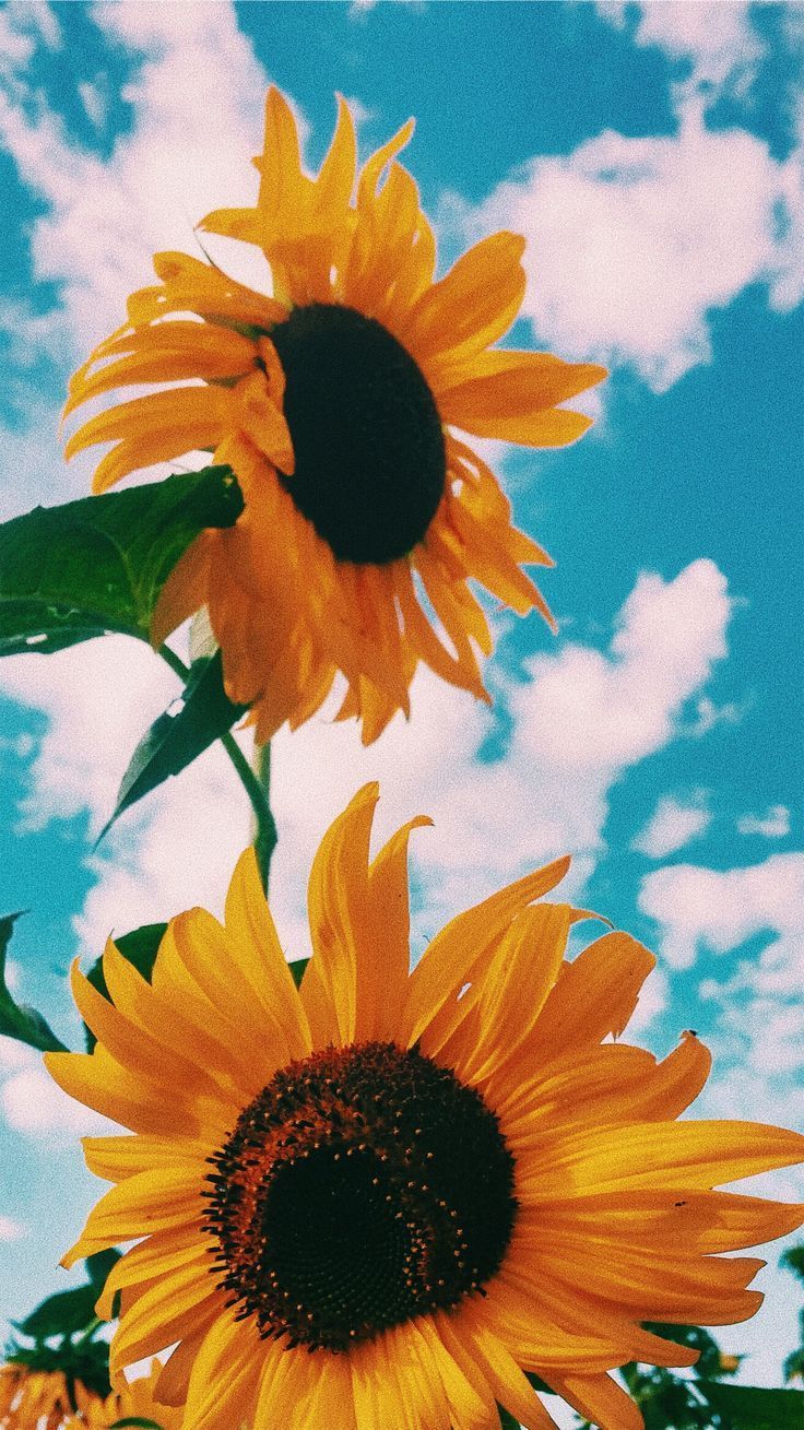 iPhone Wallpaper. Flower, Sunflower, Sky, Petal, Yellow, sunflower
