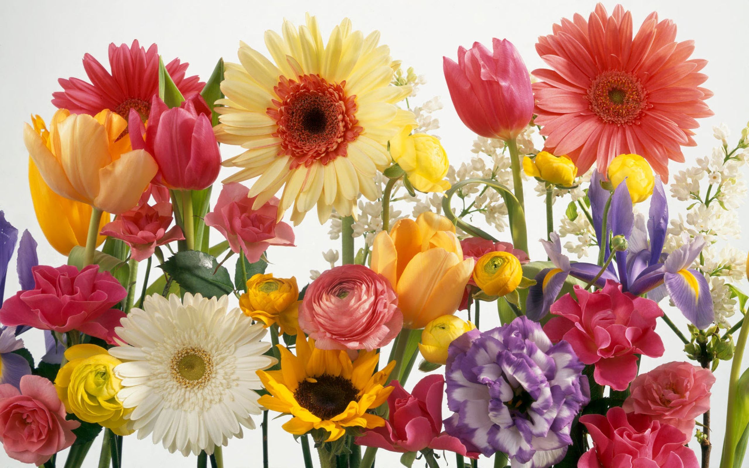 Colorful Summer Flowers Flower Flower, Tulip, Sunflower, Daisy