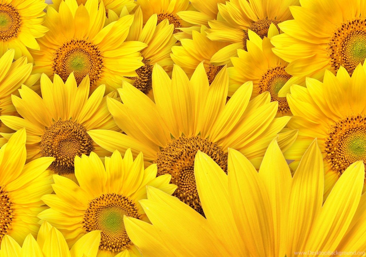 Sunflower Wallpaper Sunflowers Wallpaper Free New Latest Desktop