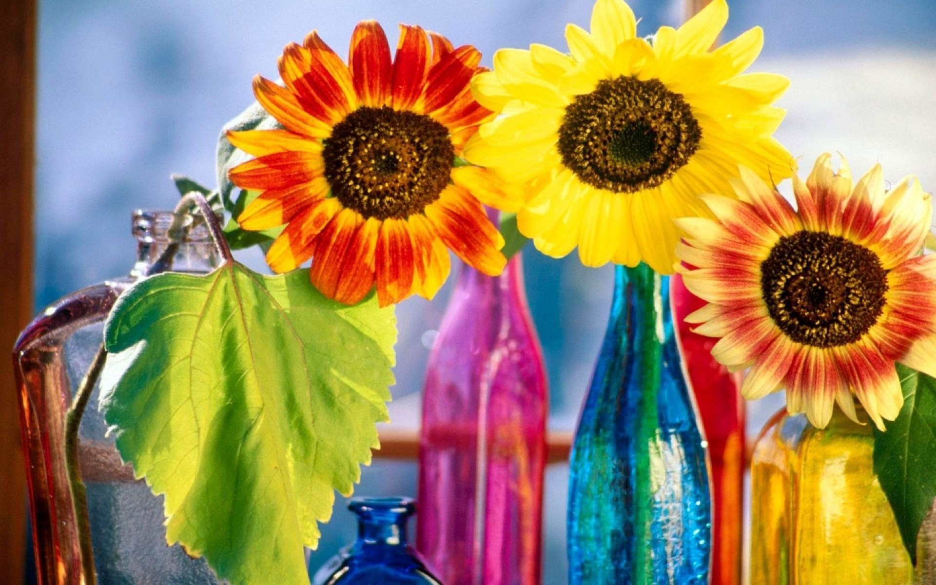 Sunflowers in Vases HD Wallpaper. Background Imagex1200